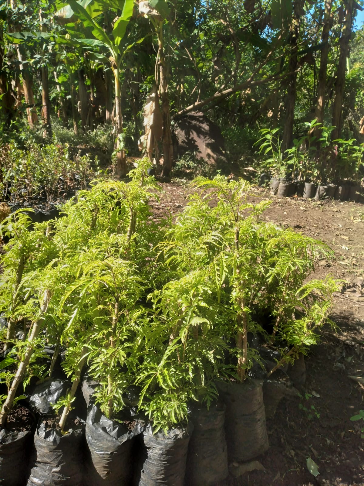 Aralia