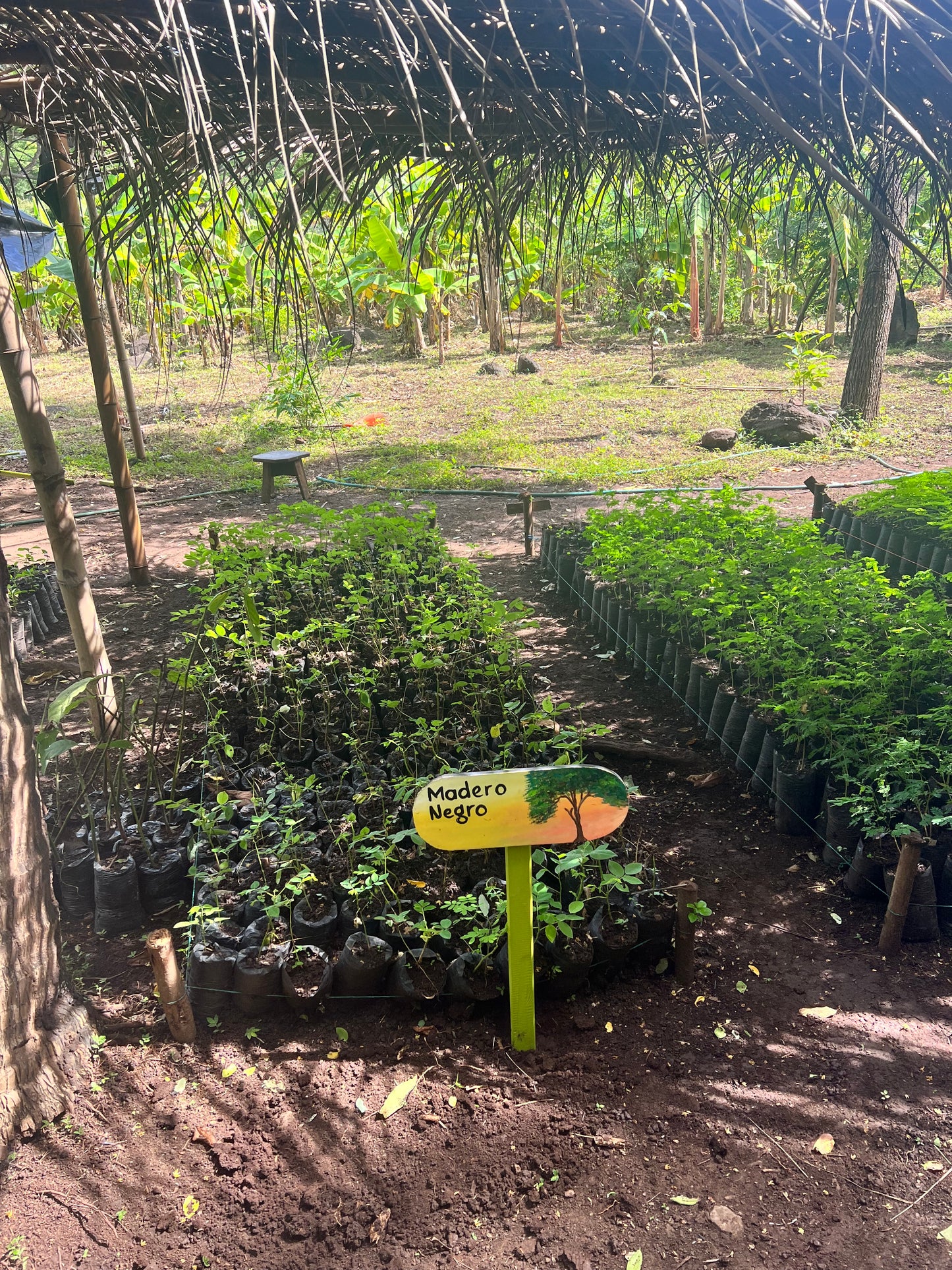 A selection from 52 different species of native trees.
