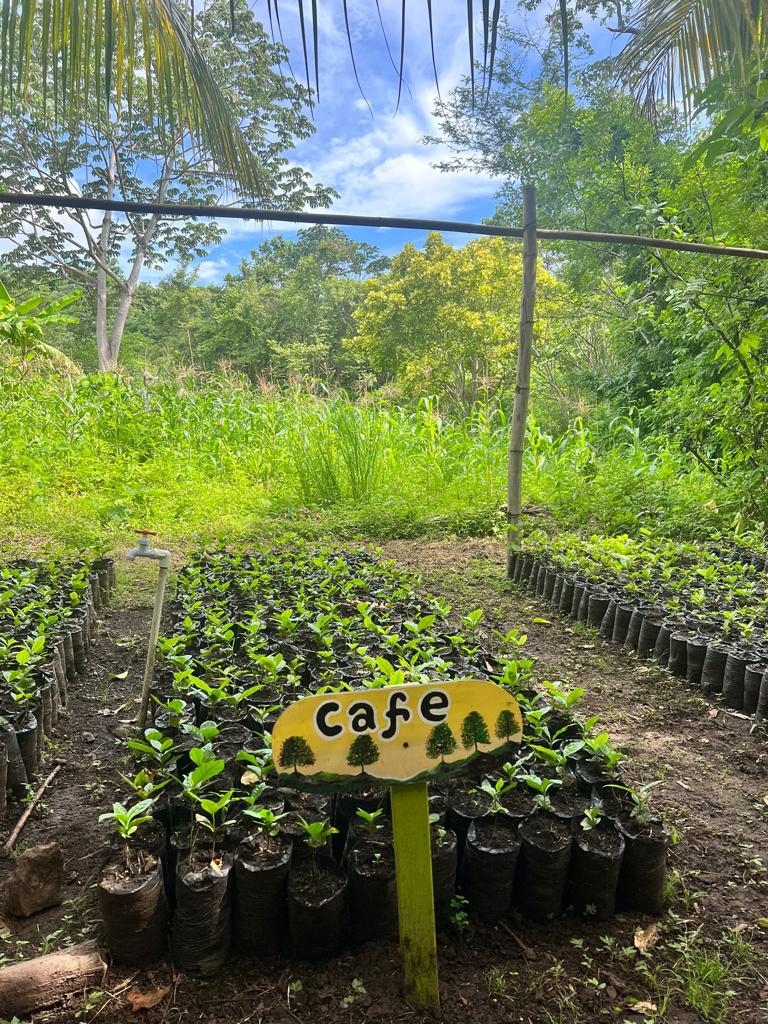 A selection from 52 different species of native trees.