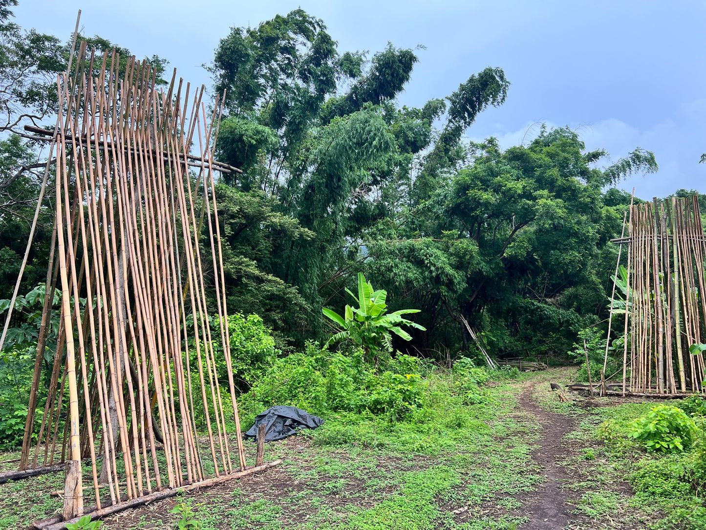 Bamboo