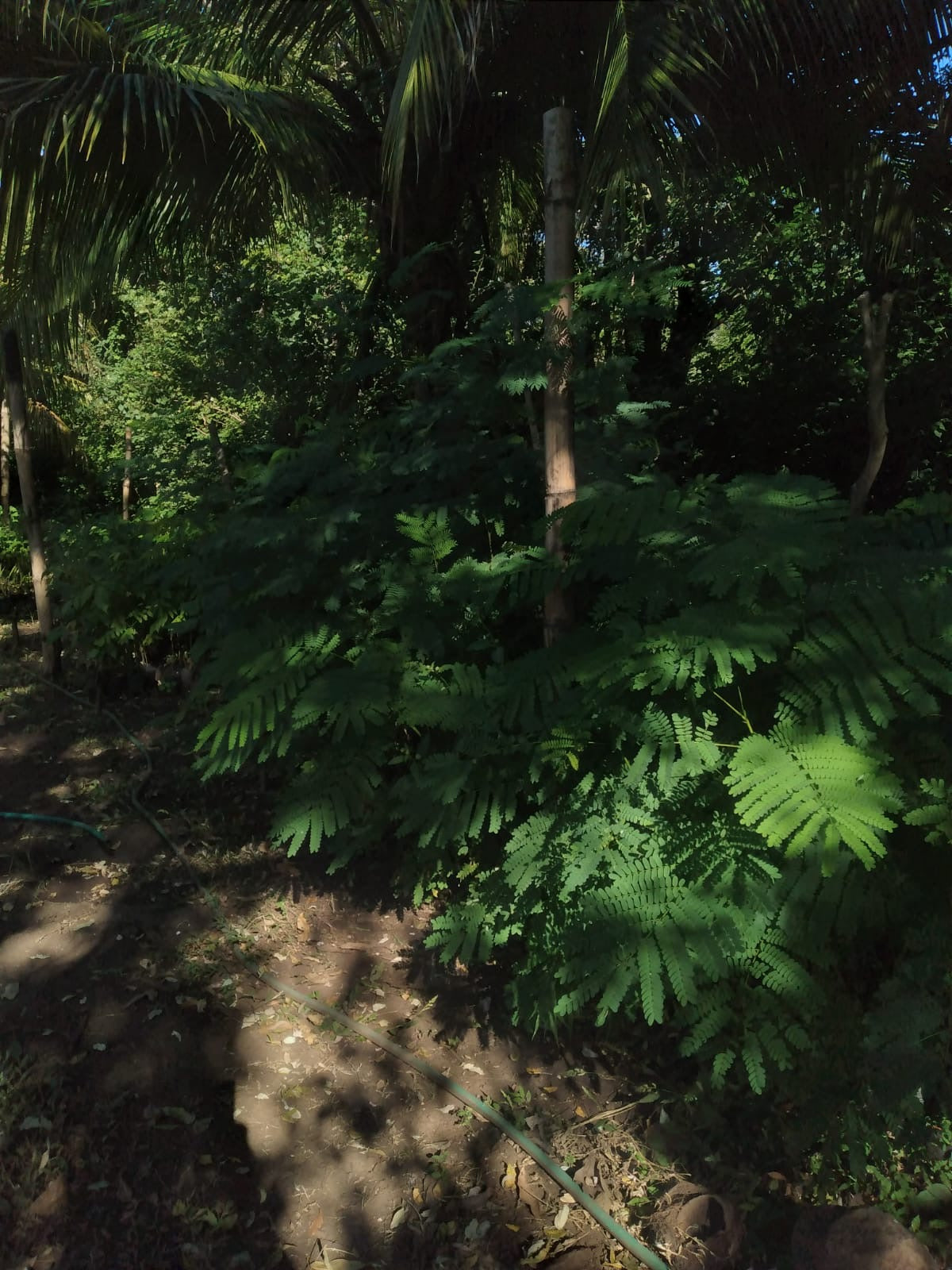A selection from 52 different species of native trees.