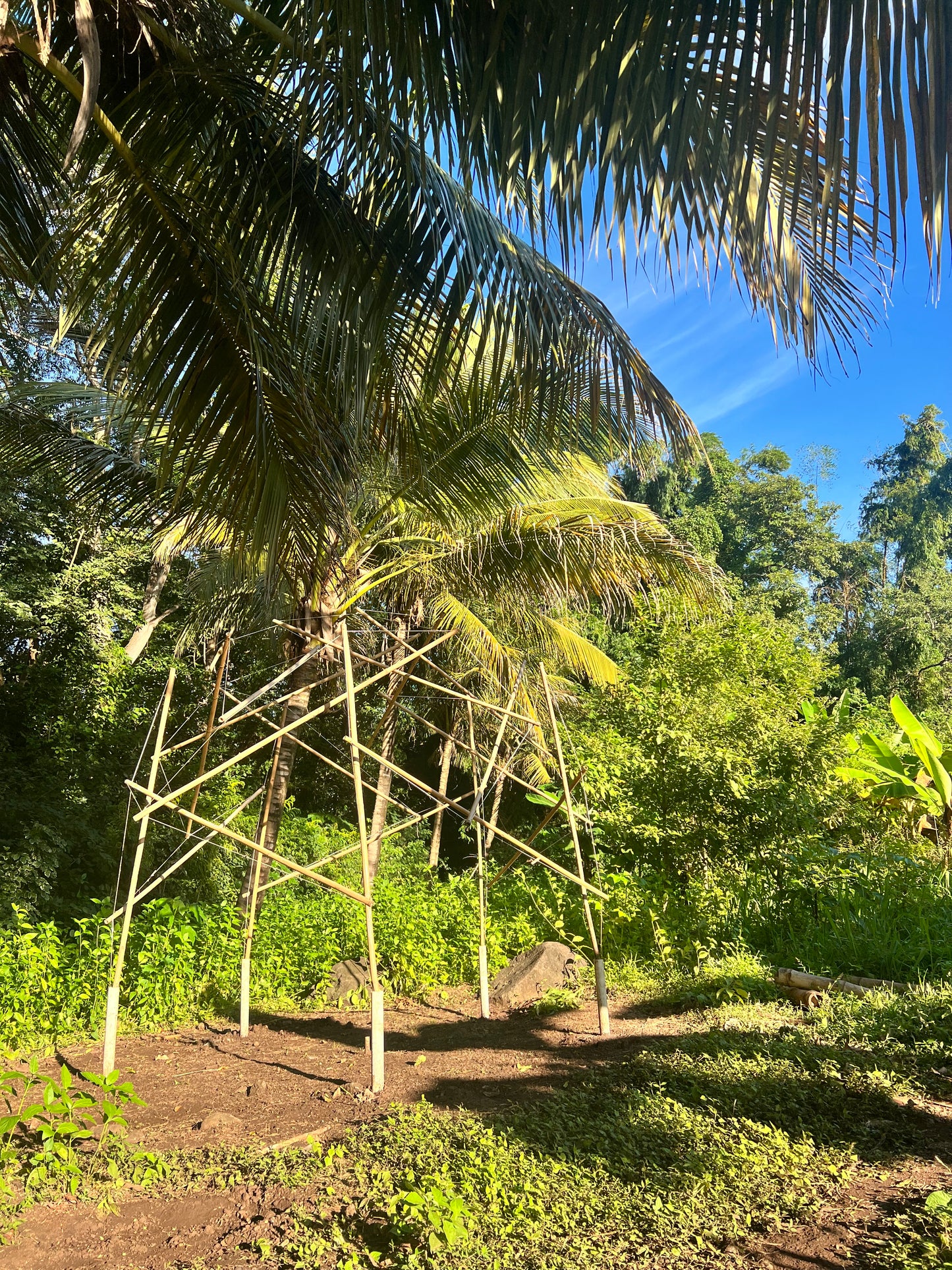 Bamboo