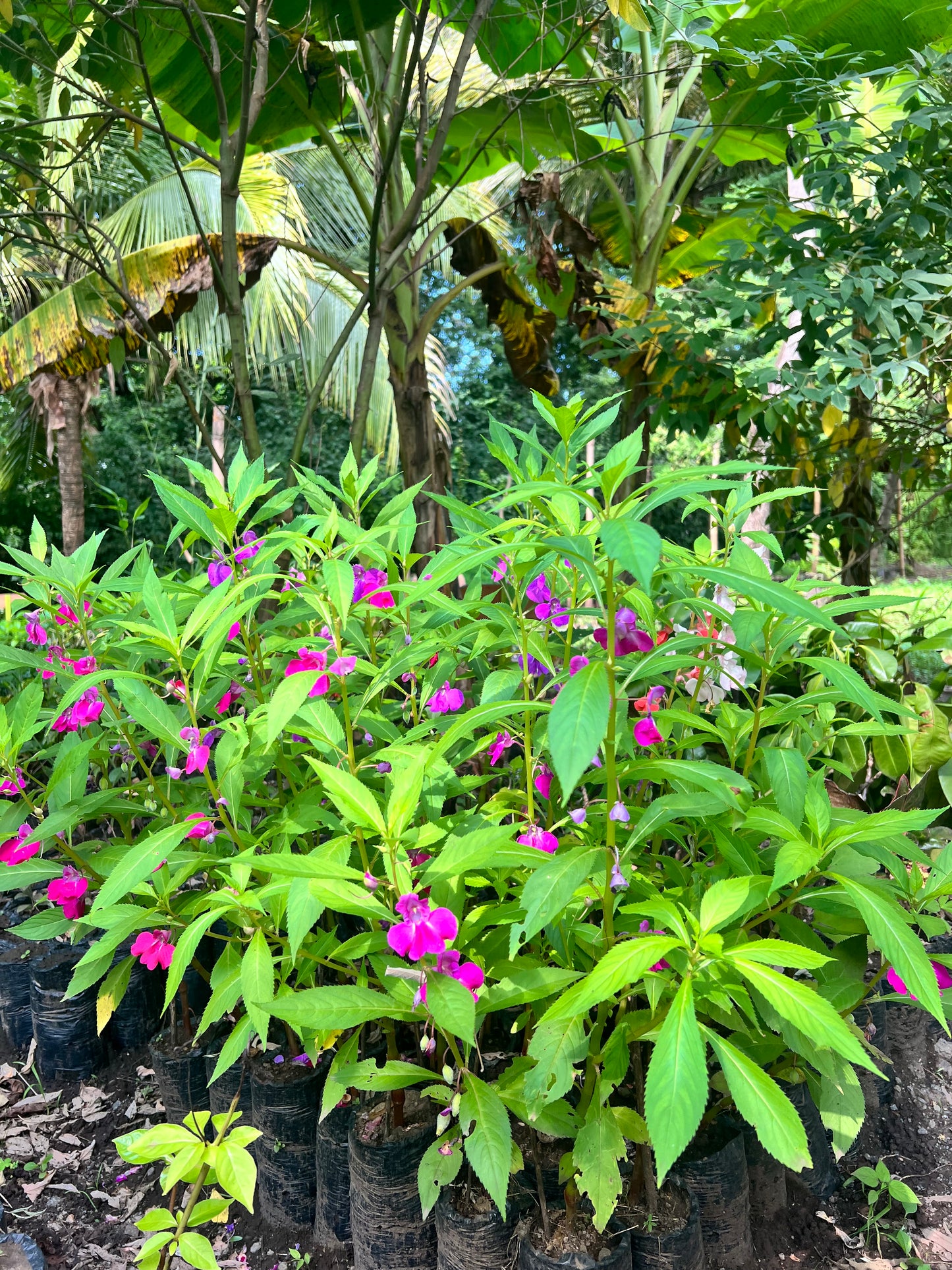 A selection from 52 different species of native trees.