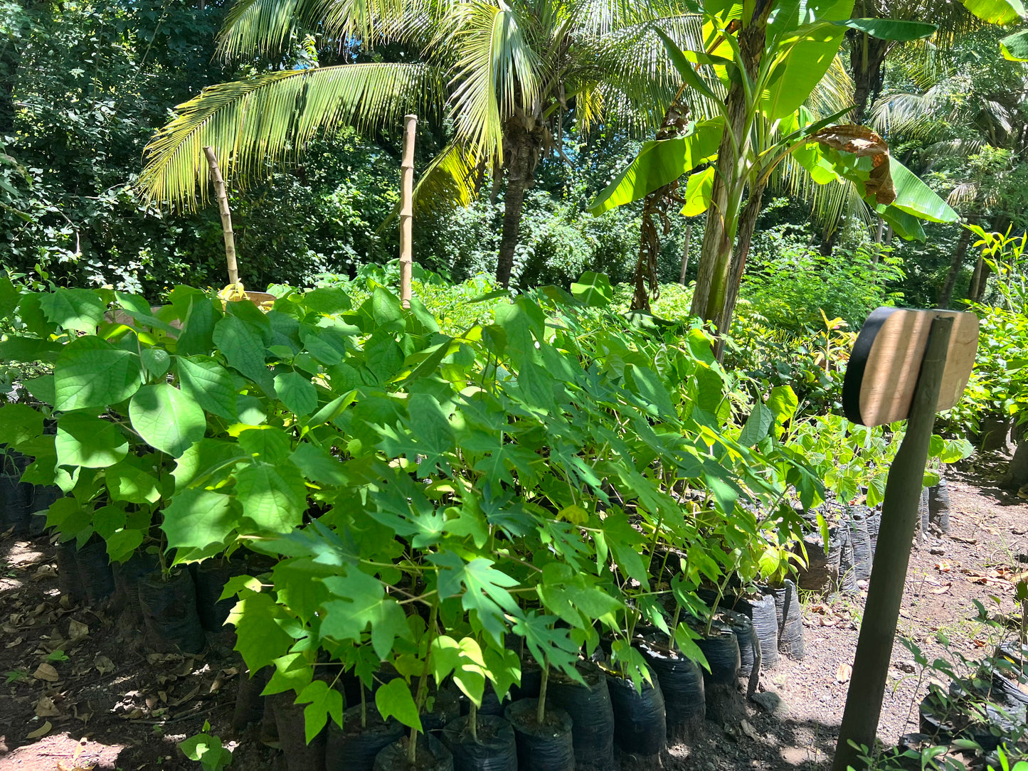 A selection from 52 different species of native trees.