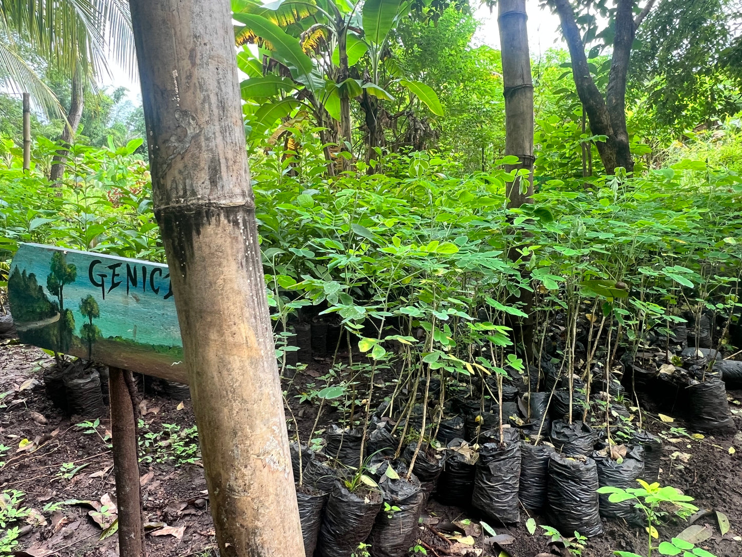 A selection from 52 different species of native trees.