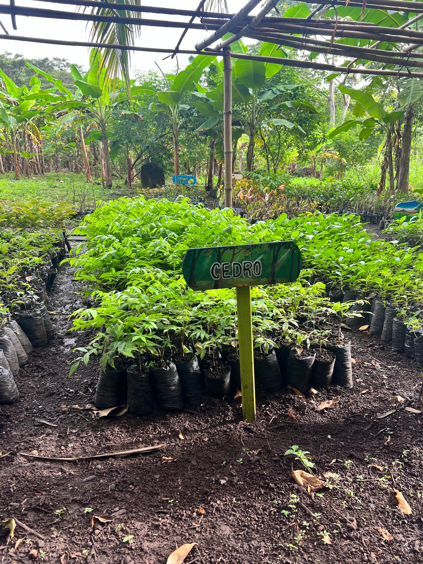 A selection from 52 different species of native trees.