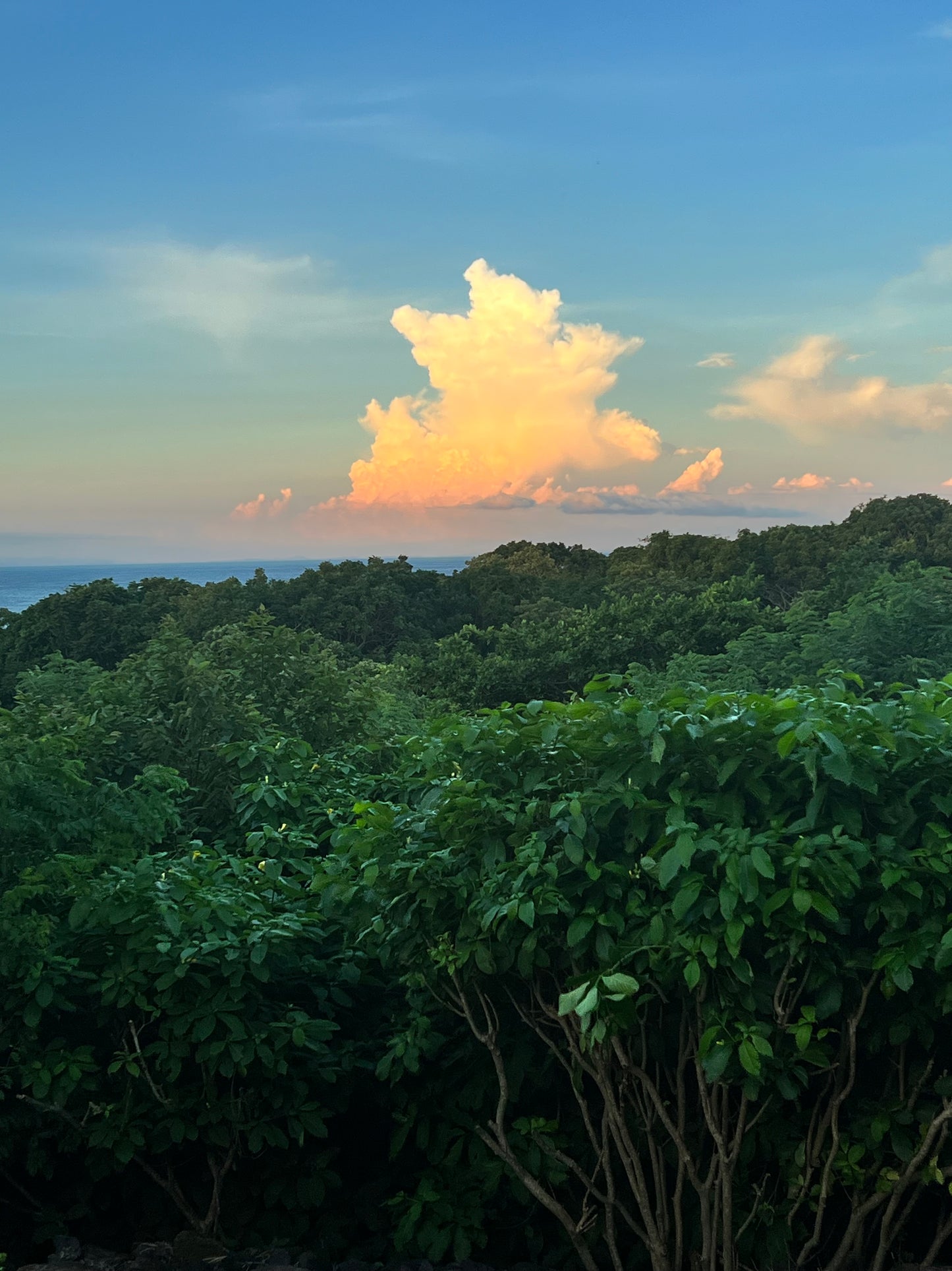 A selection from 52 different species of native trees.