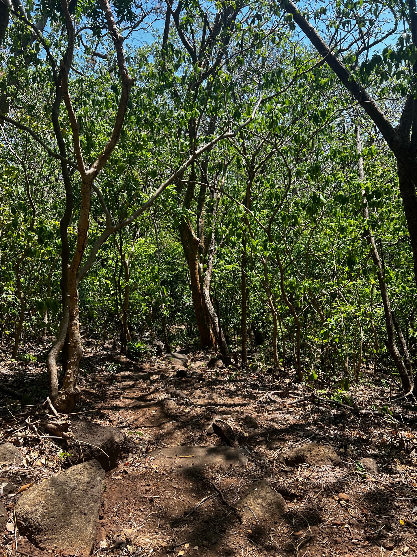 A selection from 52 different species of native trees.