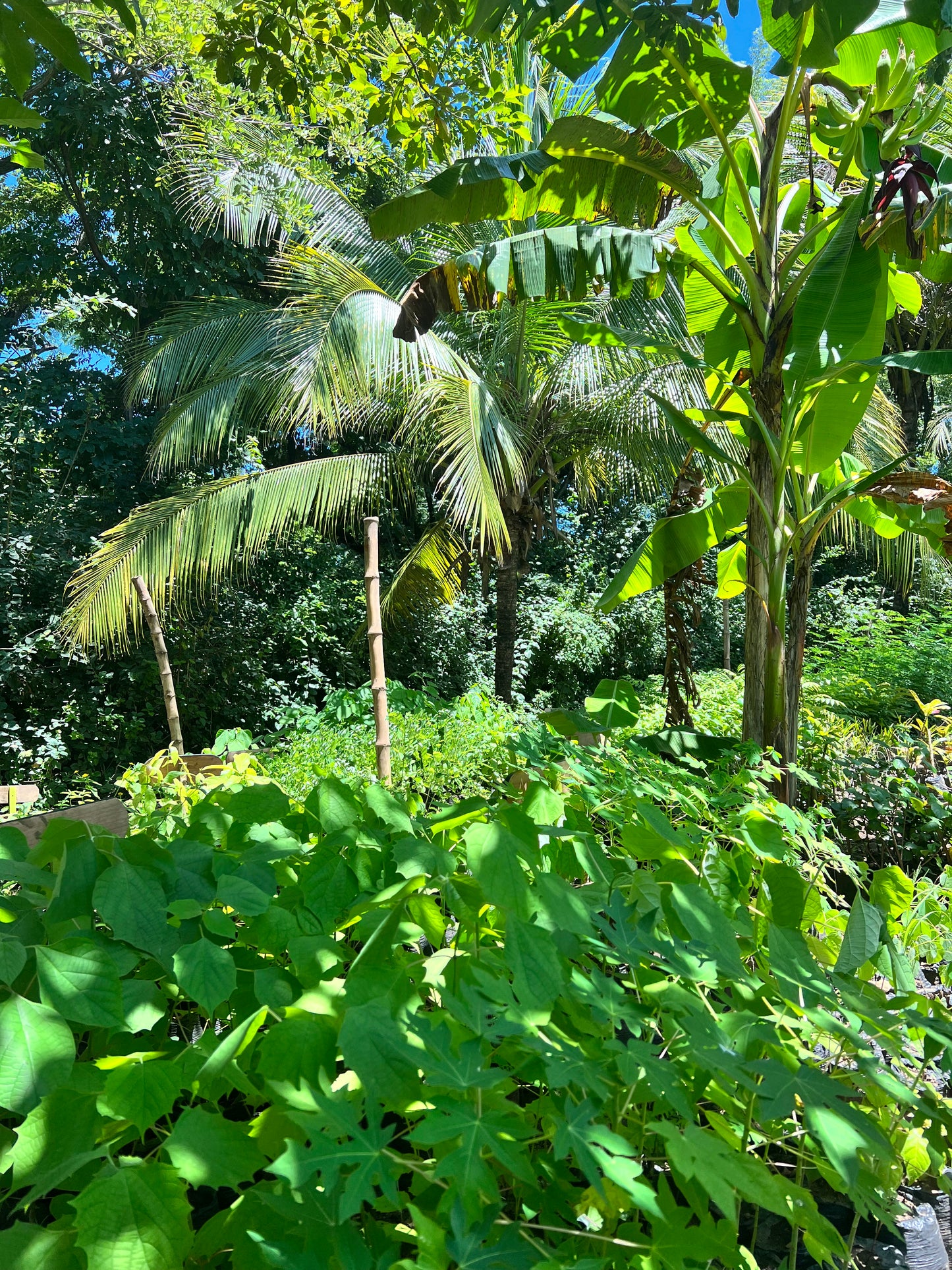 A selection from 52 different species of native trees.
