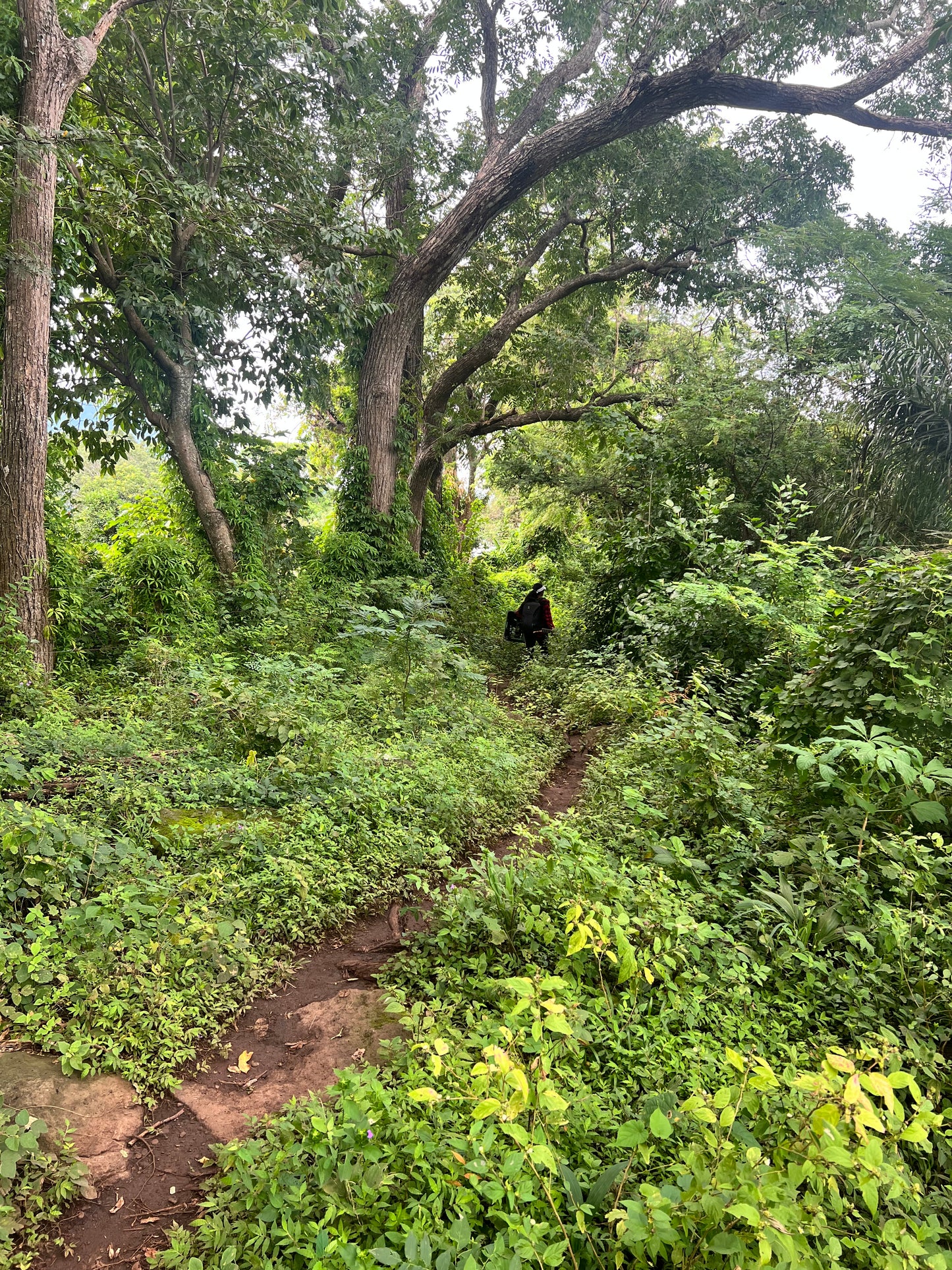 A selection from 52 different species of native trees.
