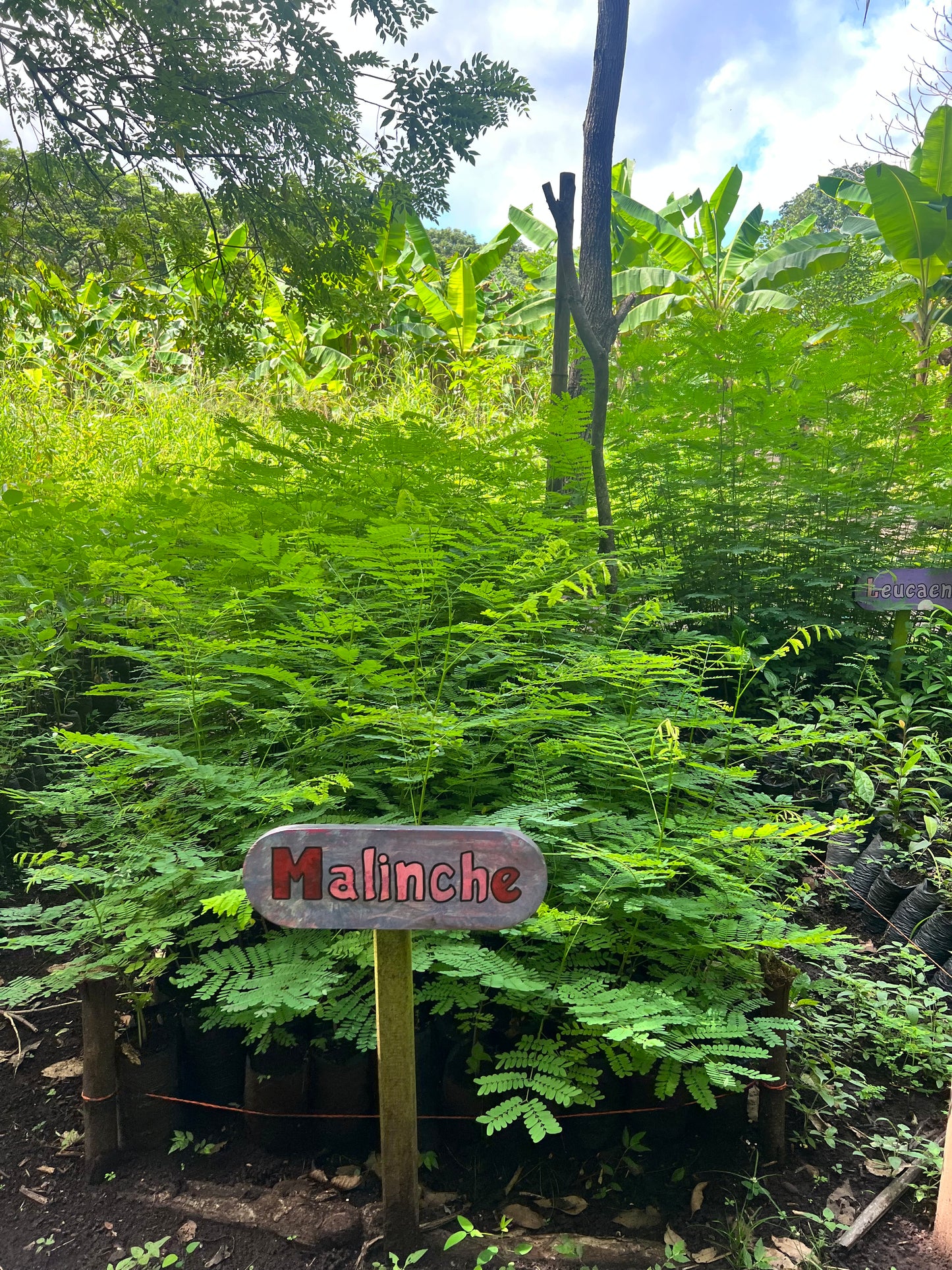 A selection from 52 different species of native trees.