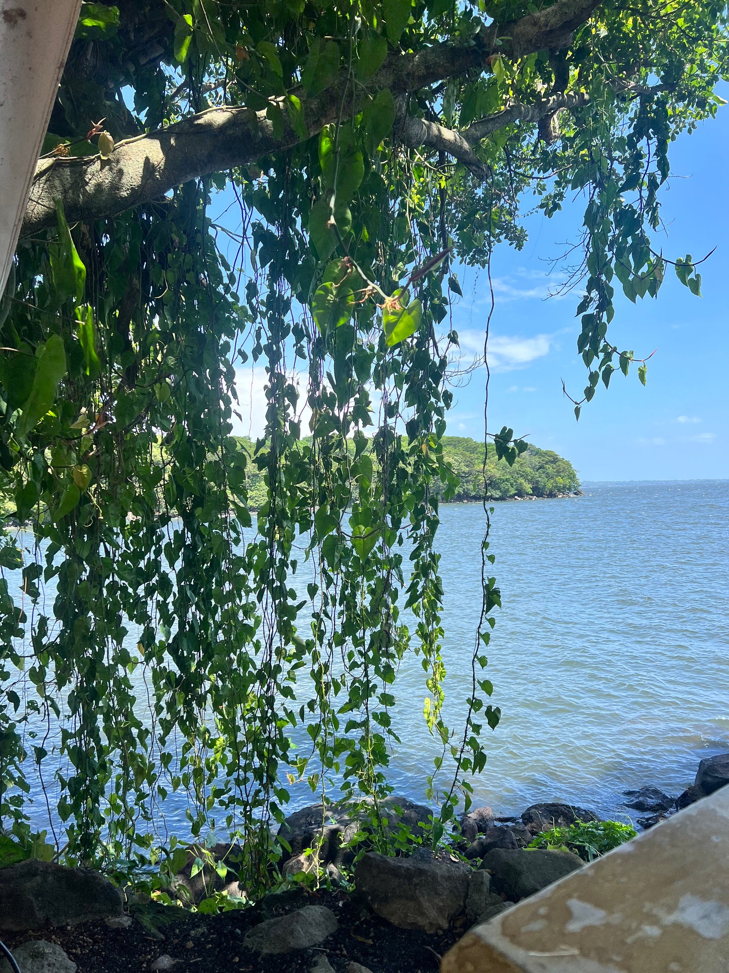 A selection from 52 different species of native trees.
