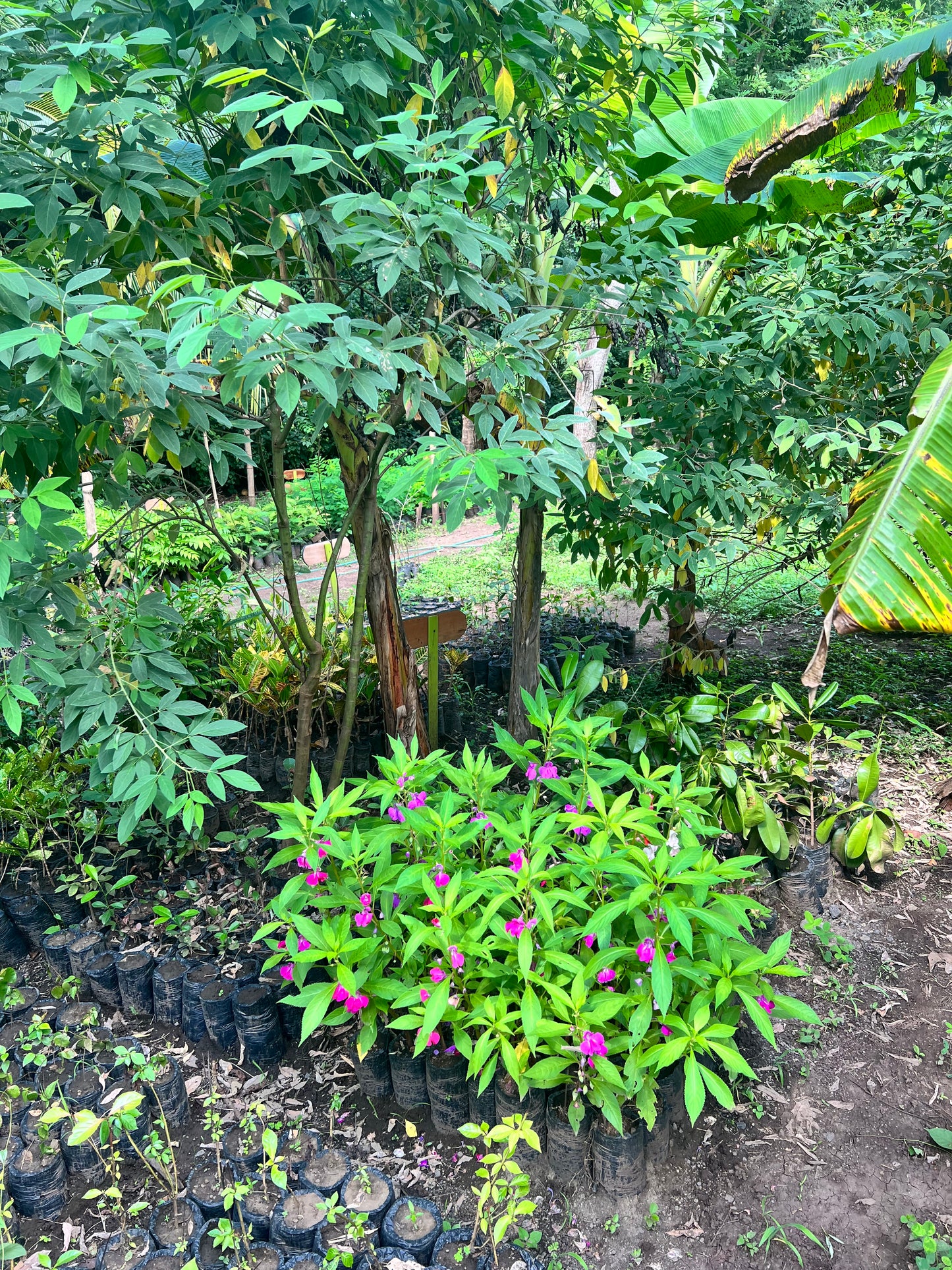 A selection from 52 different species of native trees.