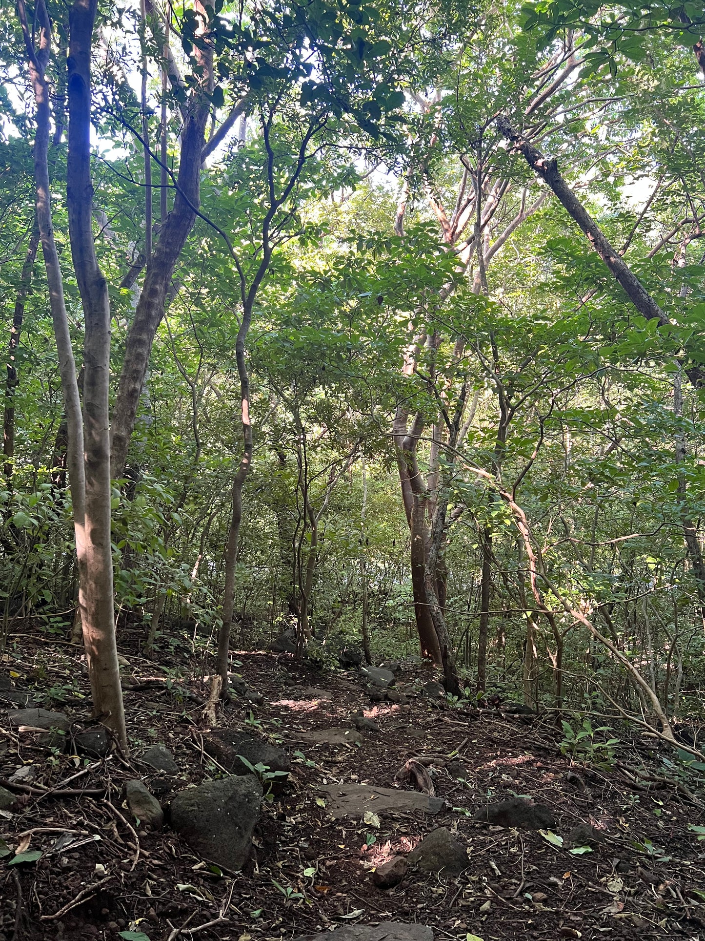 A selection from 52 different species of native trees.