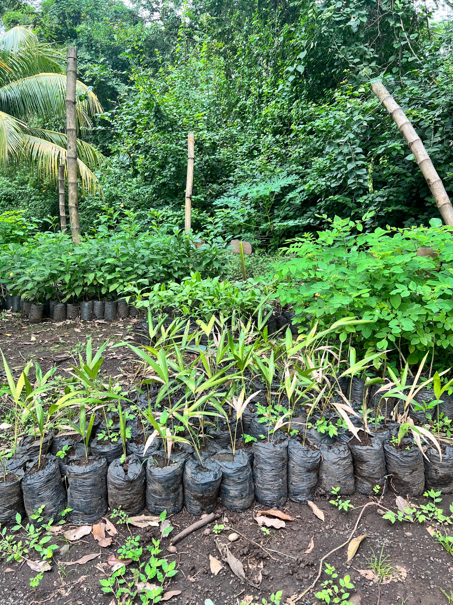 A selection from 52 different species of native trees.