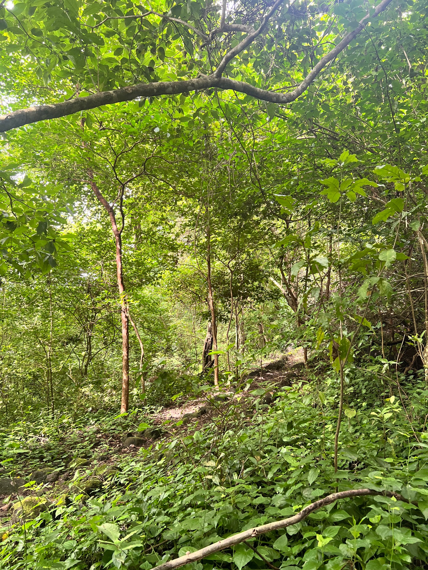 A selection from 52 different species of native trees.