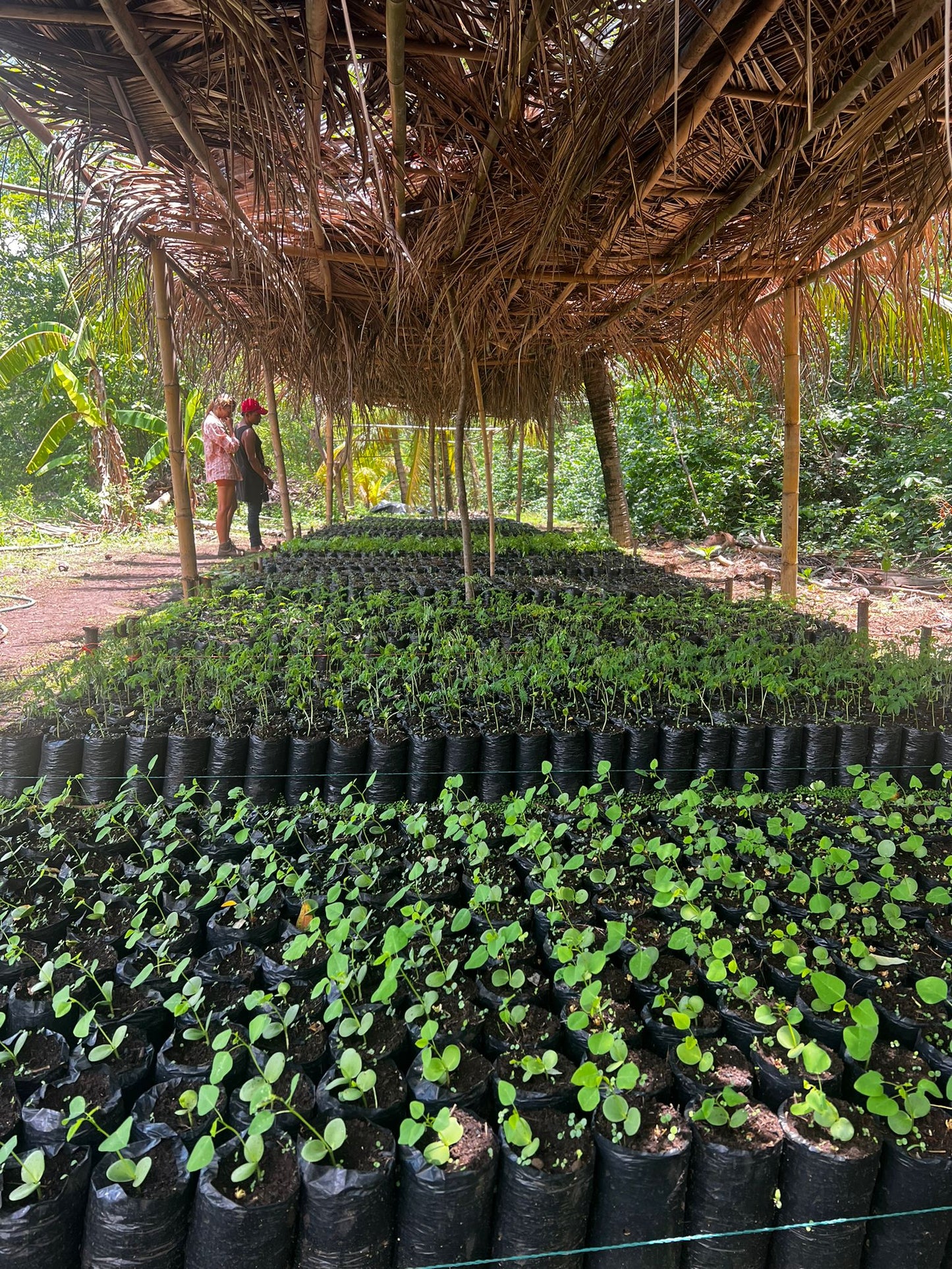 A selection from 52 different species of native trees.