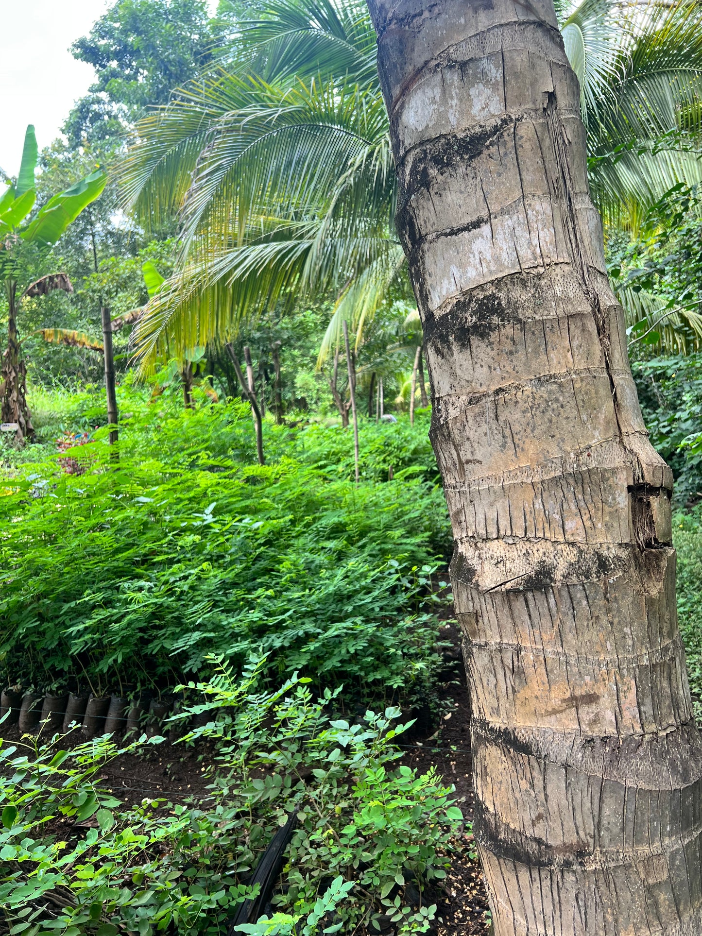 A selection from 52 different species of native trees.
