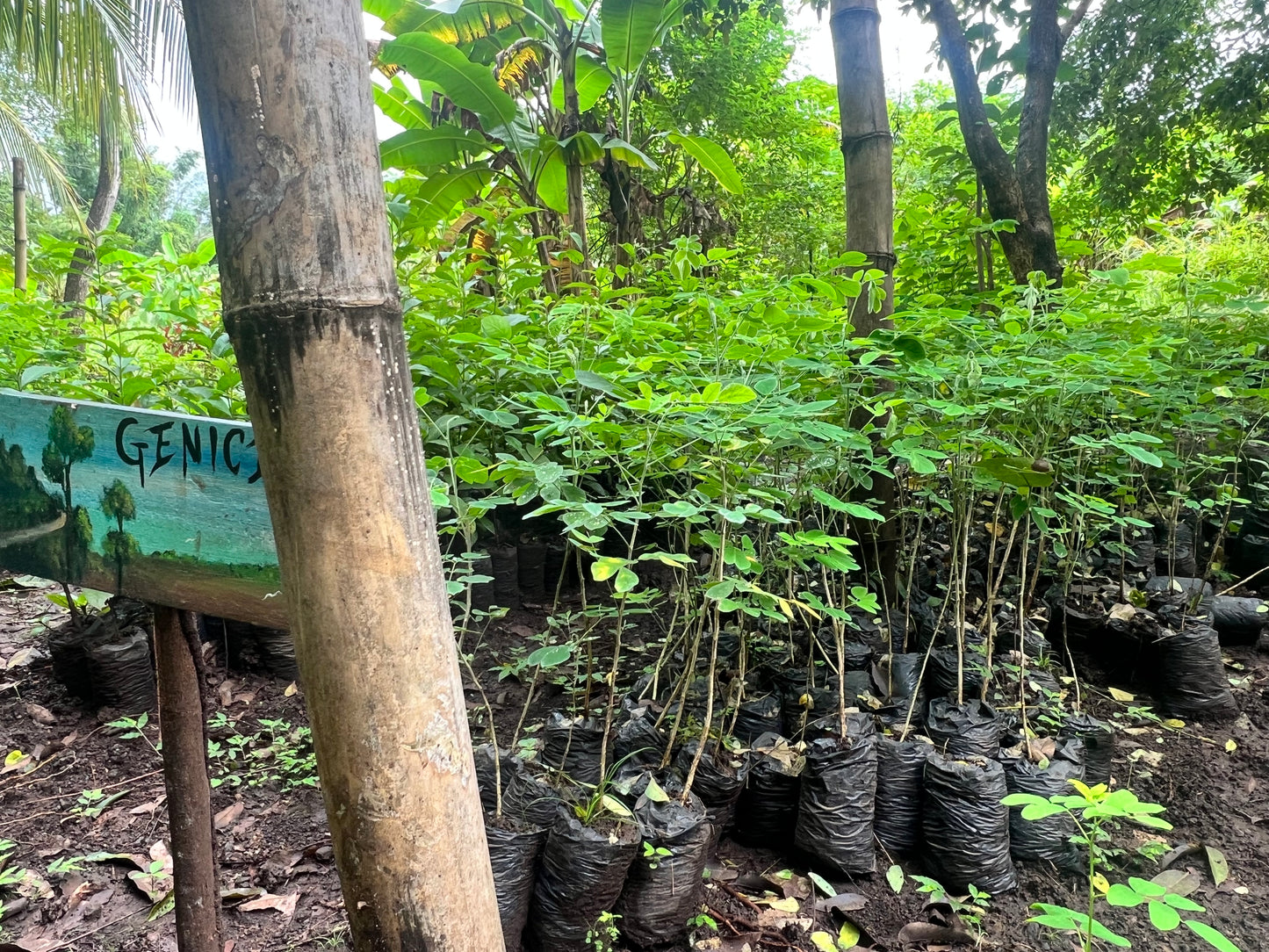 A selection from 52 different species of native trees.