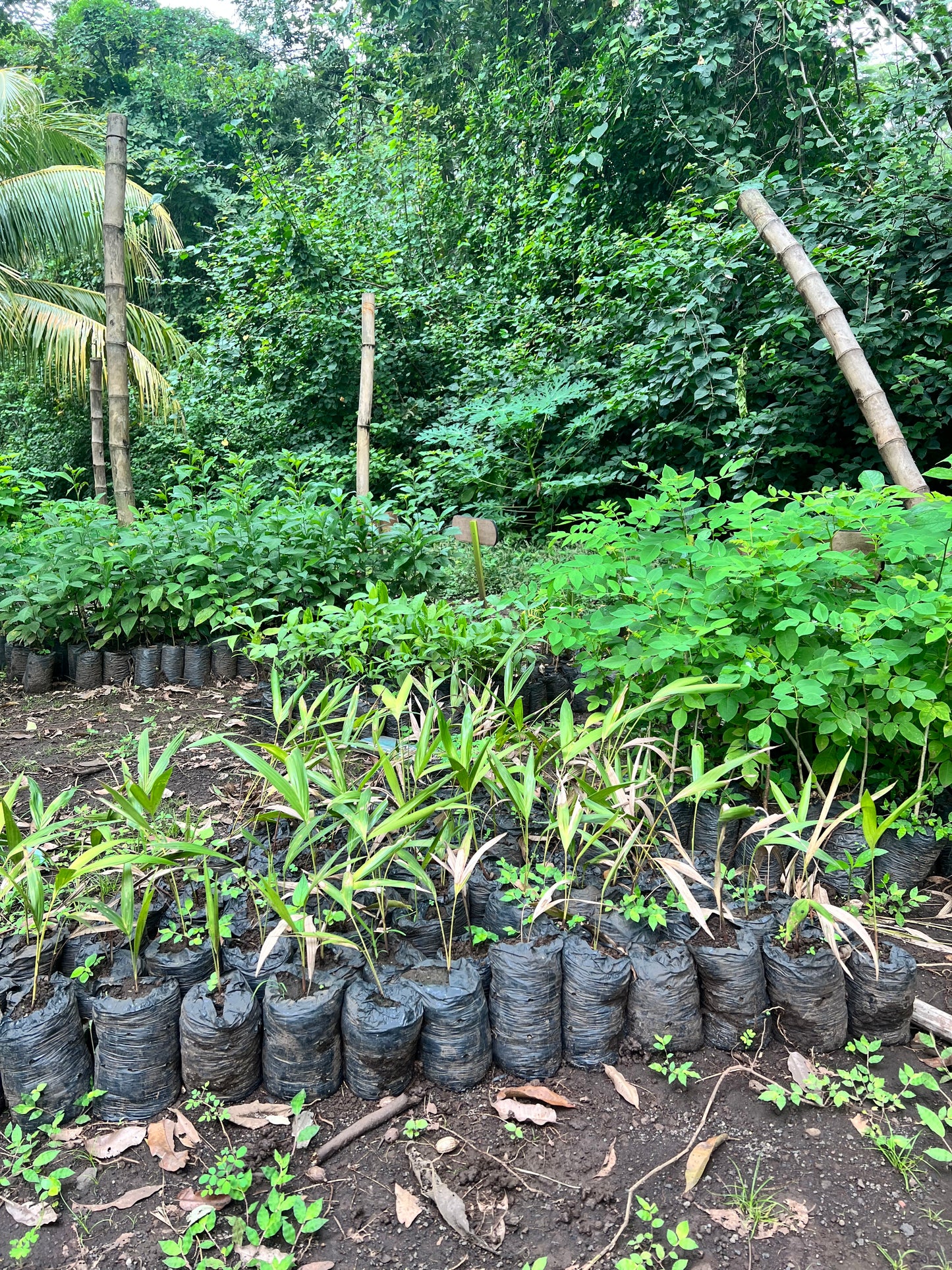 A selection from 52 different species of native trees.