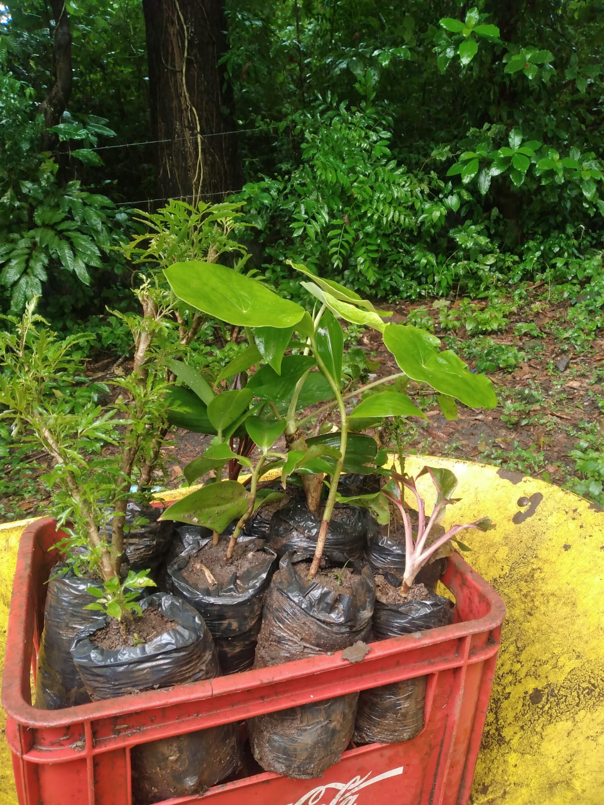 A selection from 52 different species of native trees.