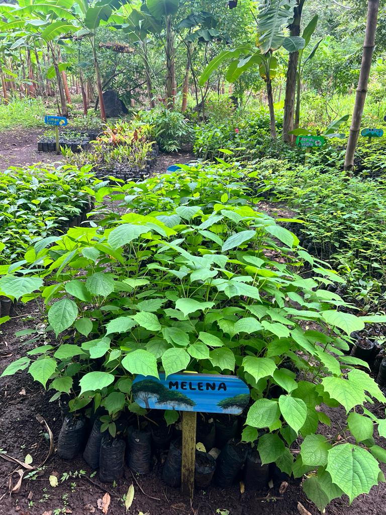 A selection from 52 different species of native trees.