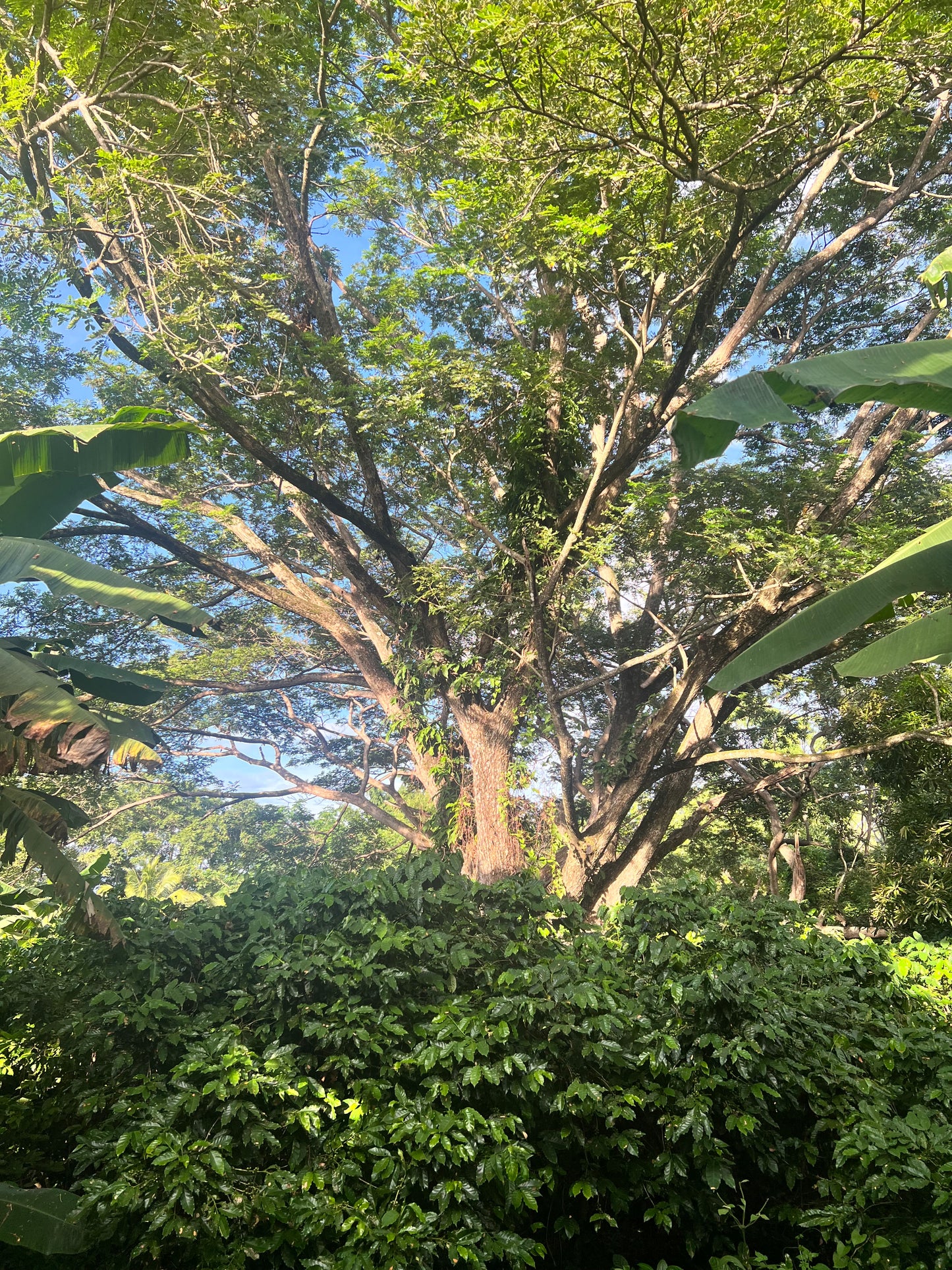 A selection from 52 different species of native trees.