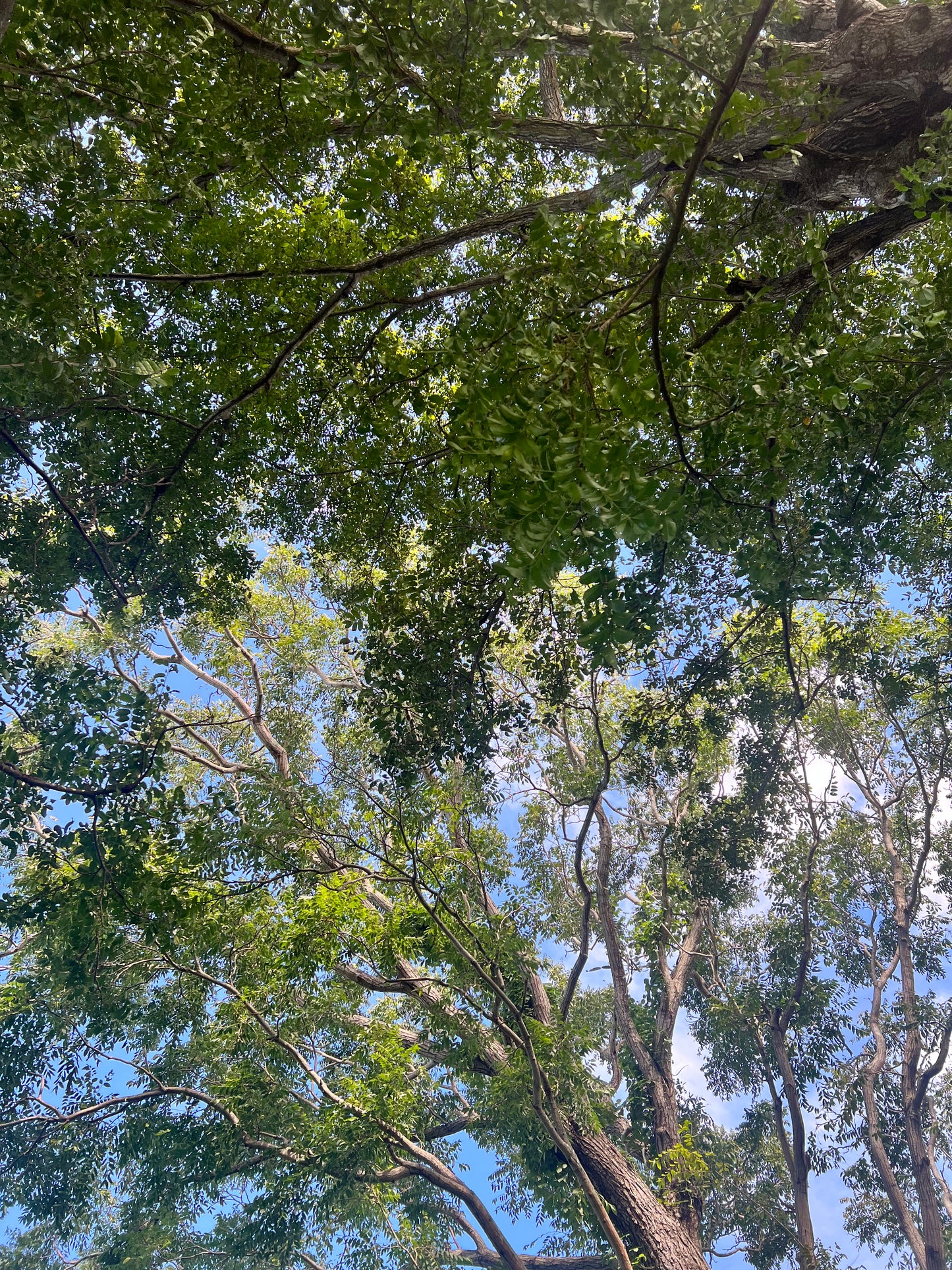 A selection from 52 different species of native trees.