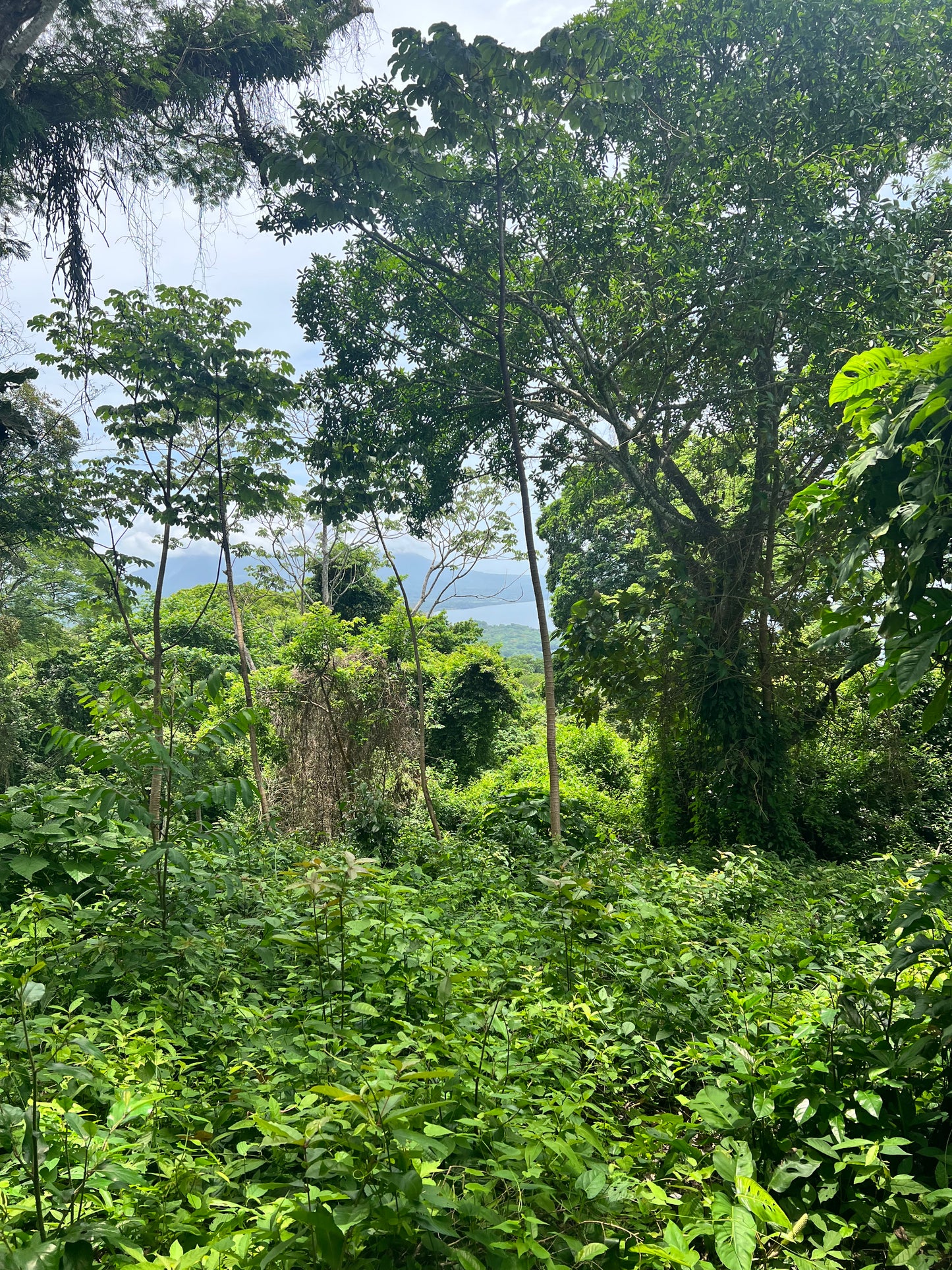 A selection from 52 different species of native trees.