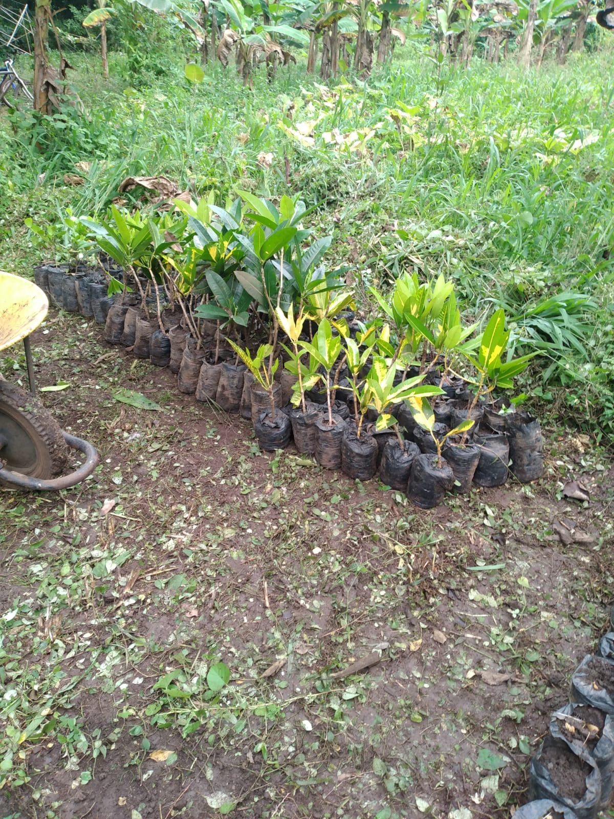A selection from 52 different species of native trees.