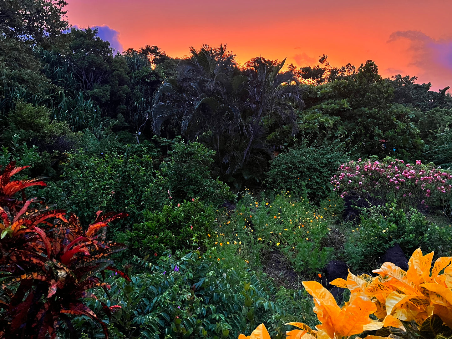 A selection from 52 different species of native trees.
