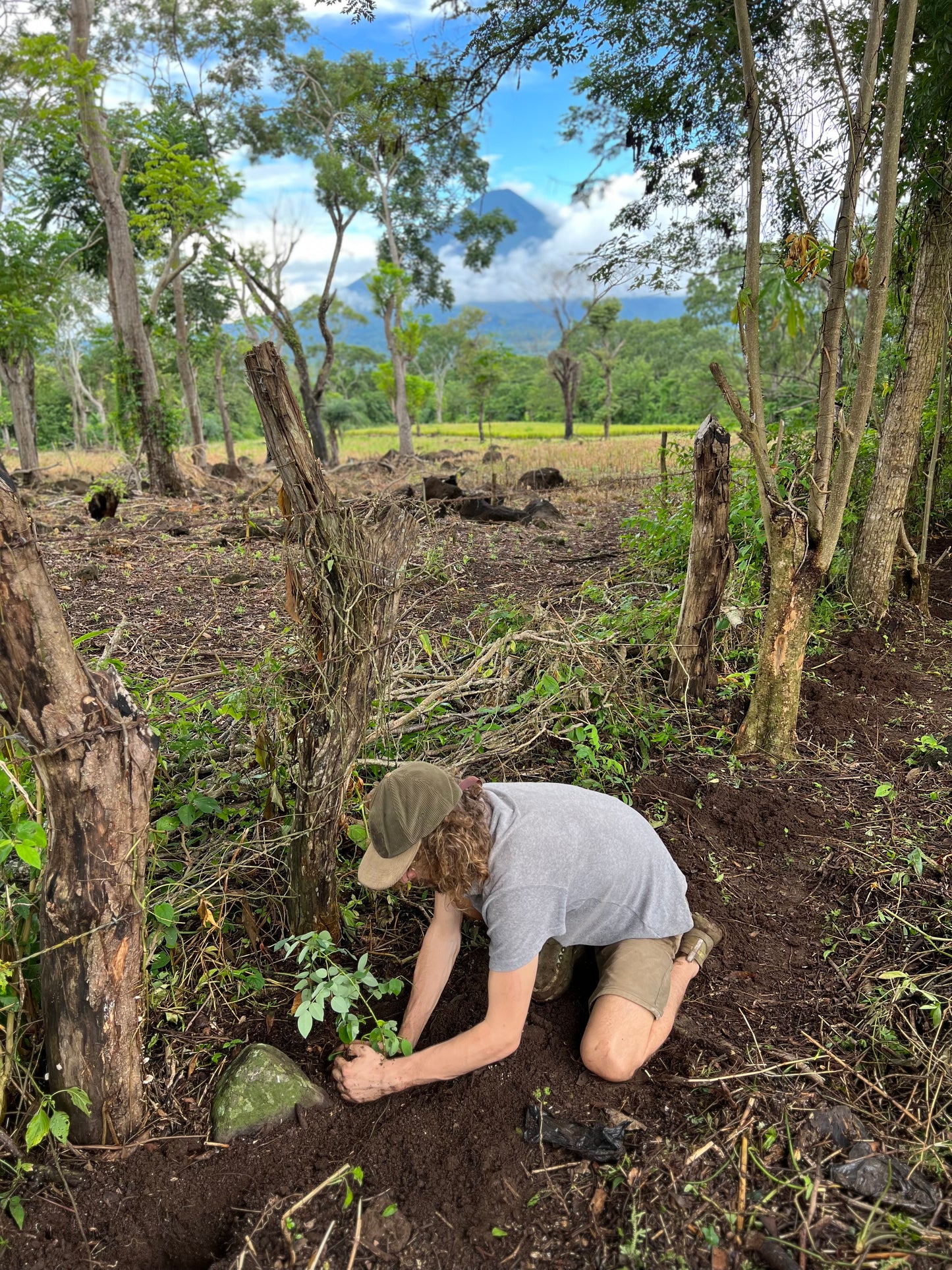 A selection from 52 different species of native trees.