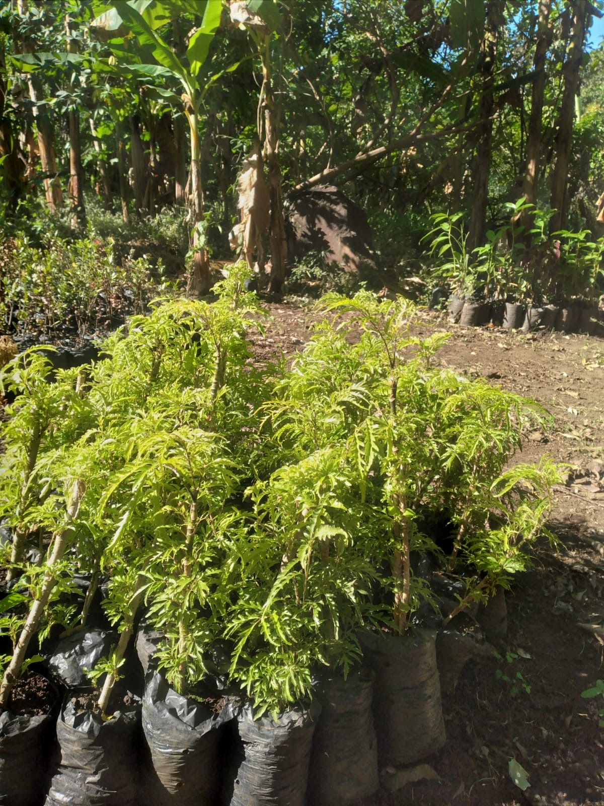 A selection from 52 different species of native trees.