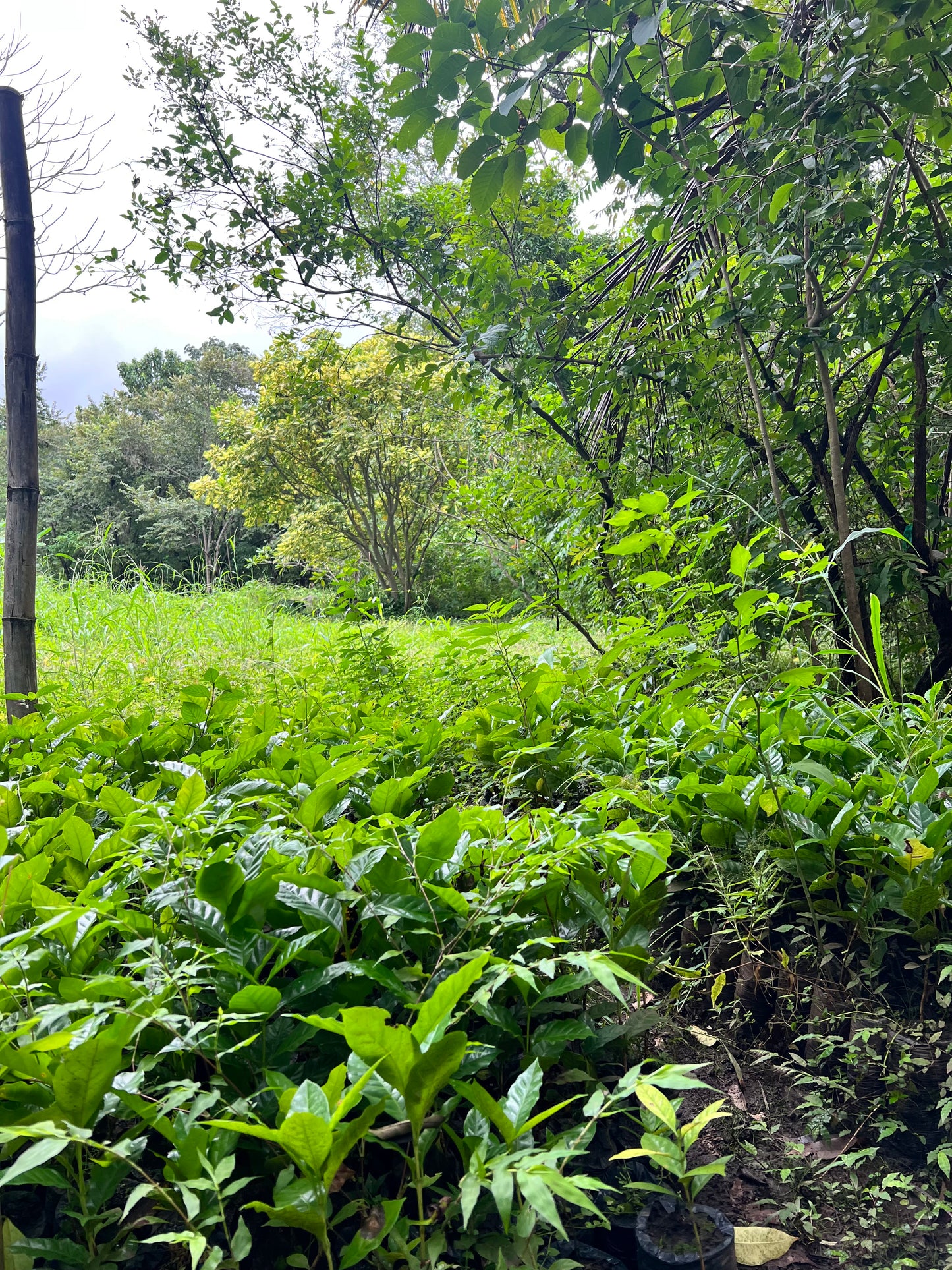A selection from 52 different species of native trees.