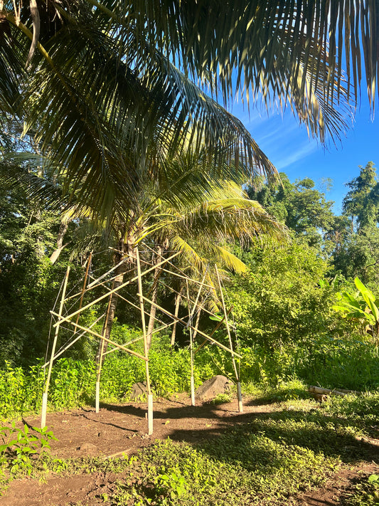 Bamboo