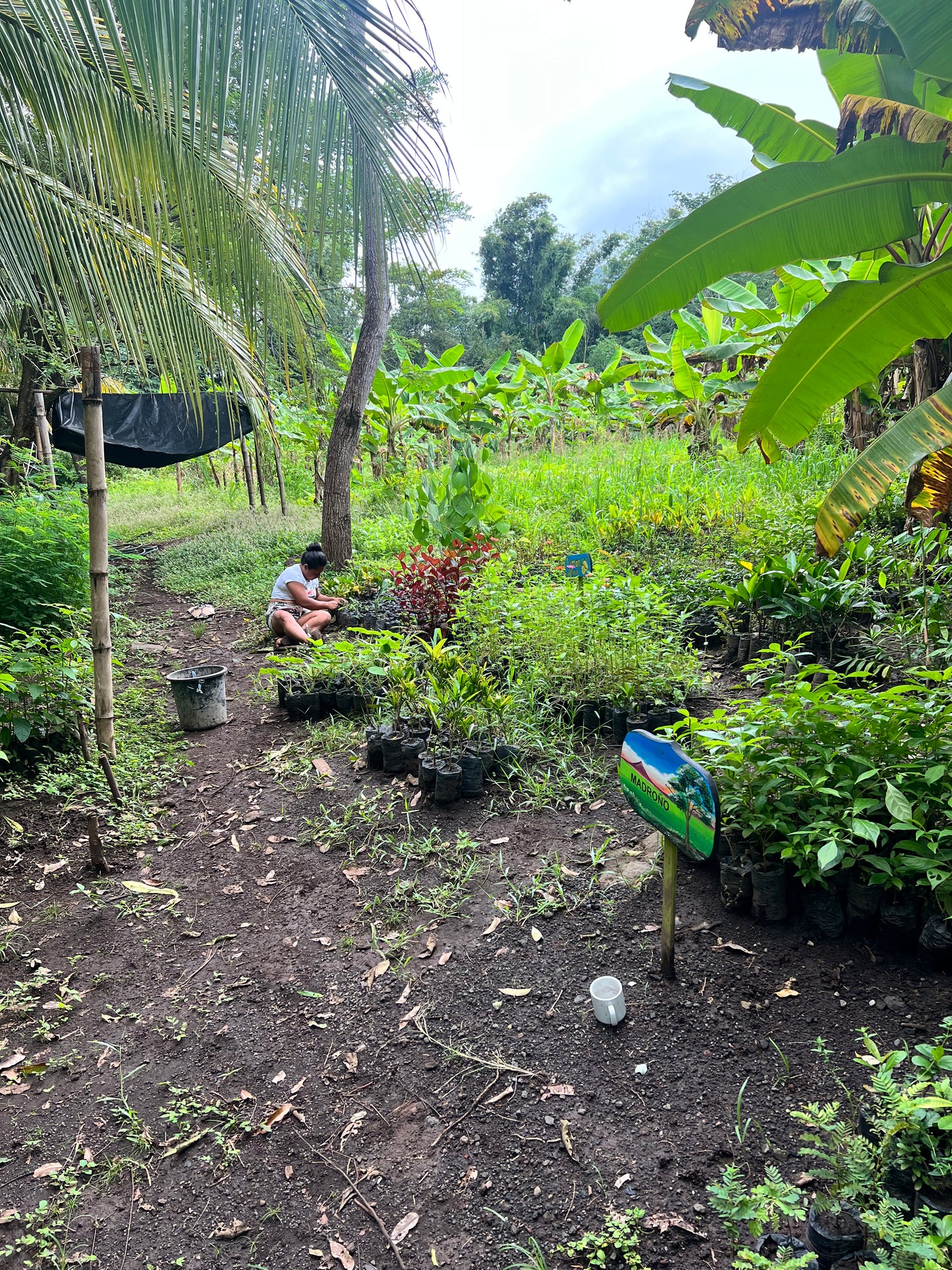 A selection from 52 different species of native trees.