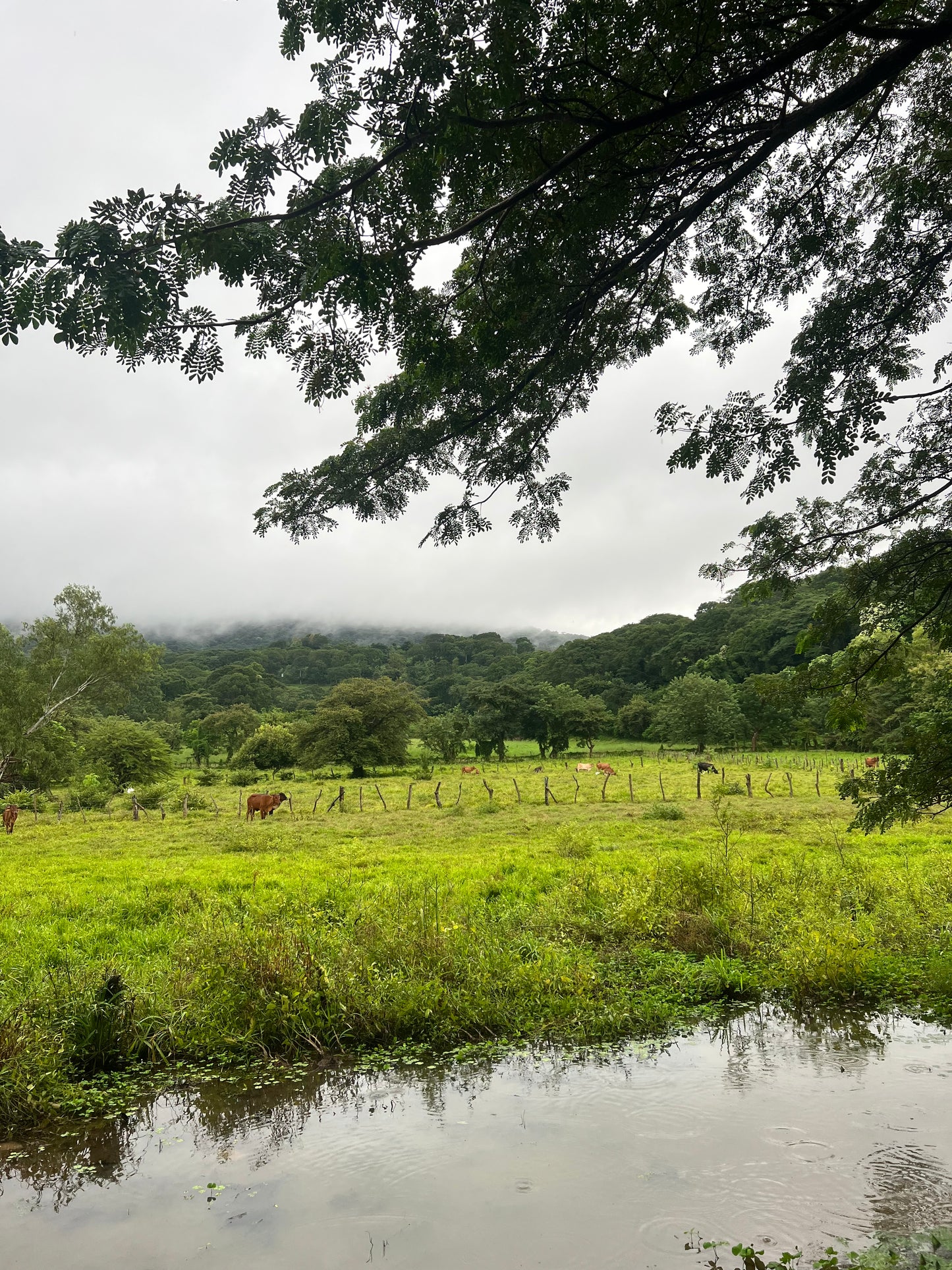 A selection from 52 different species of native trees.
