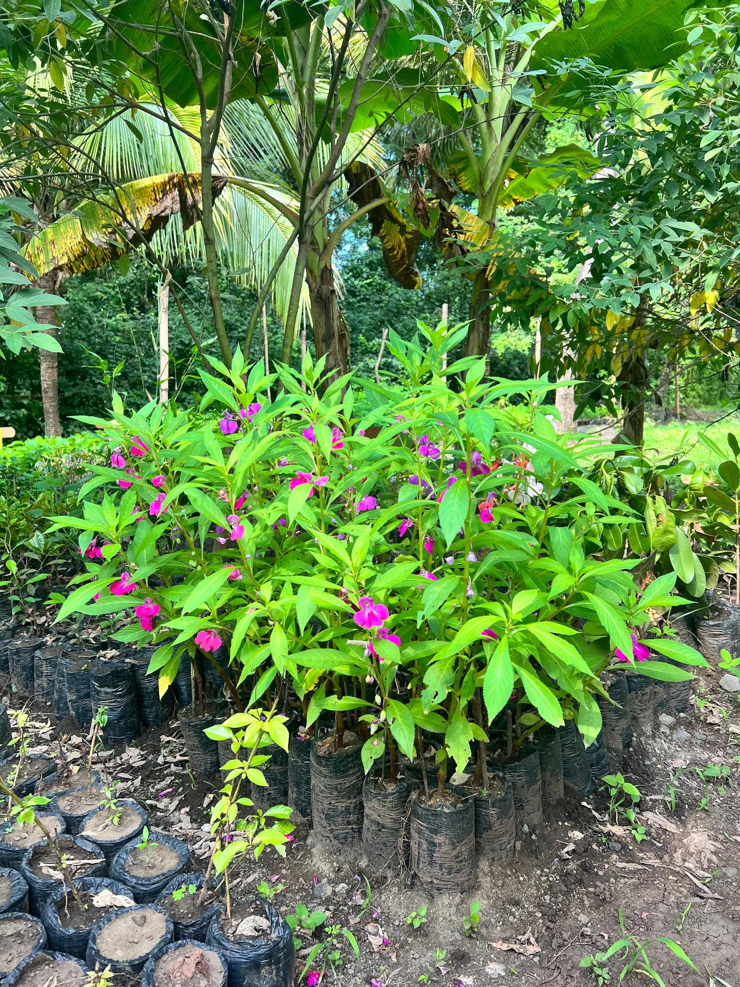 A selection from 52 different species of native trees.