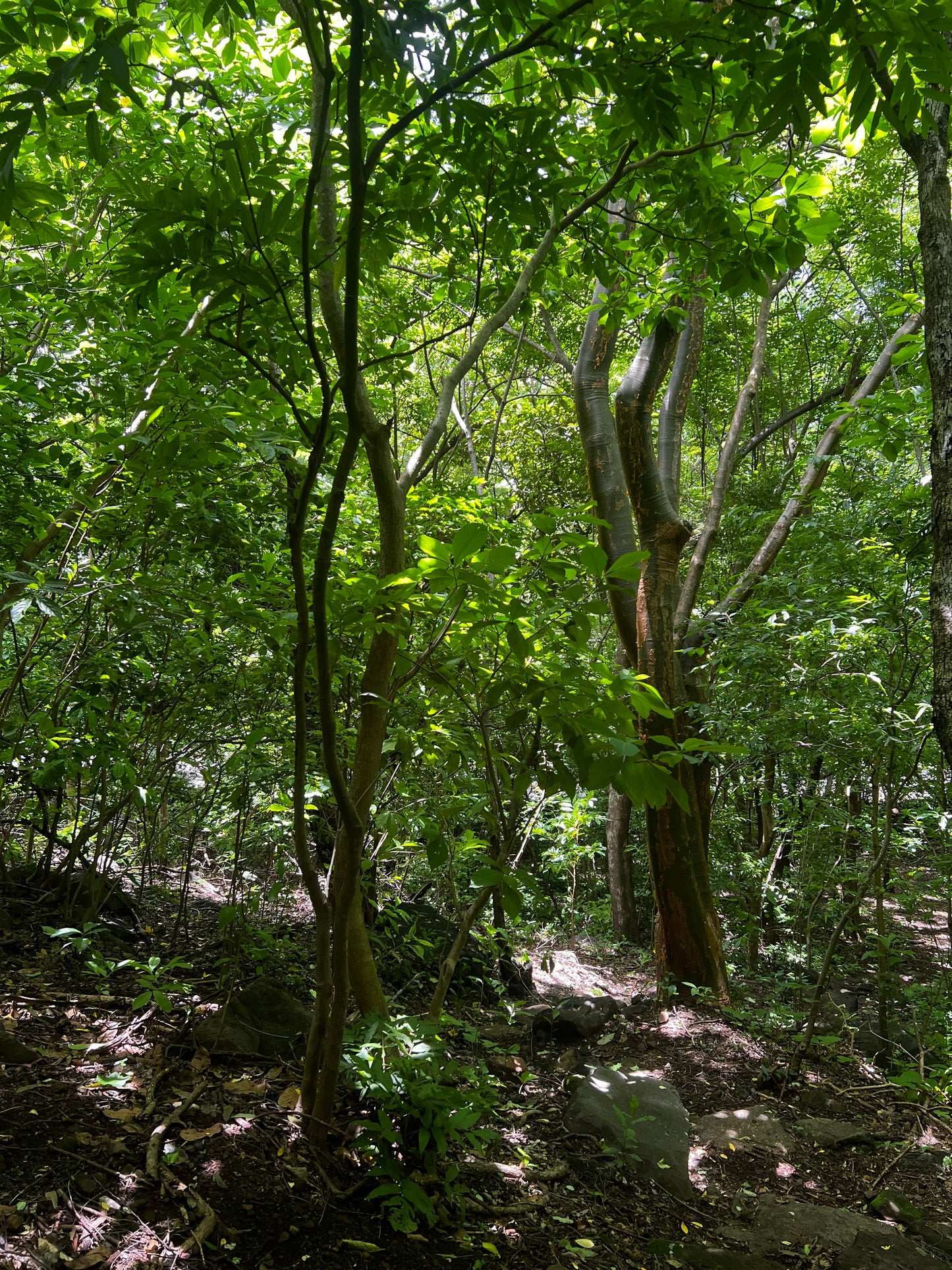 A selection from 52 different species of native trees.