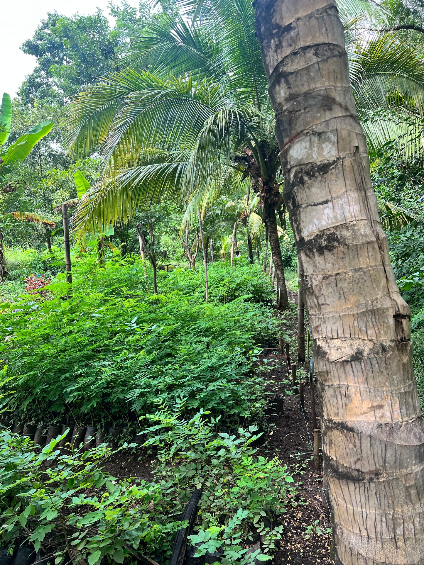 A selection from 52 different species of native trees.
