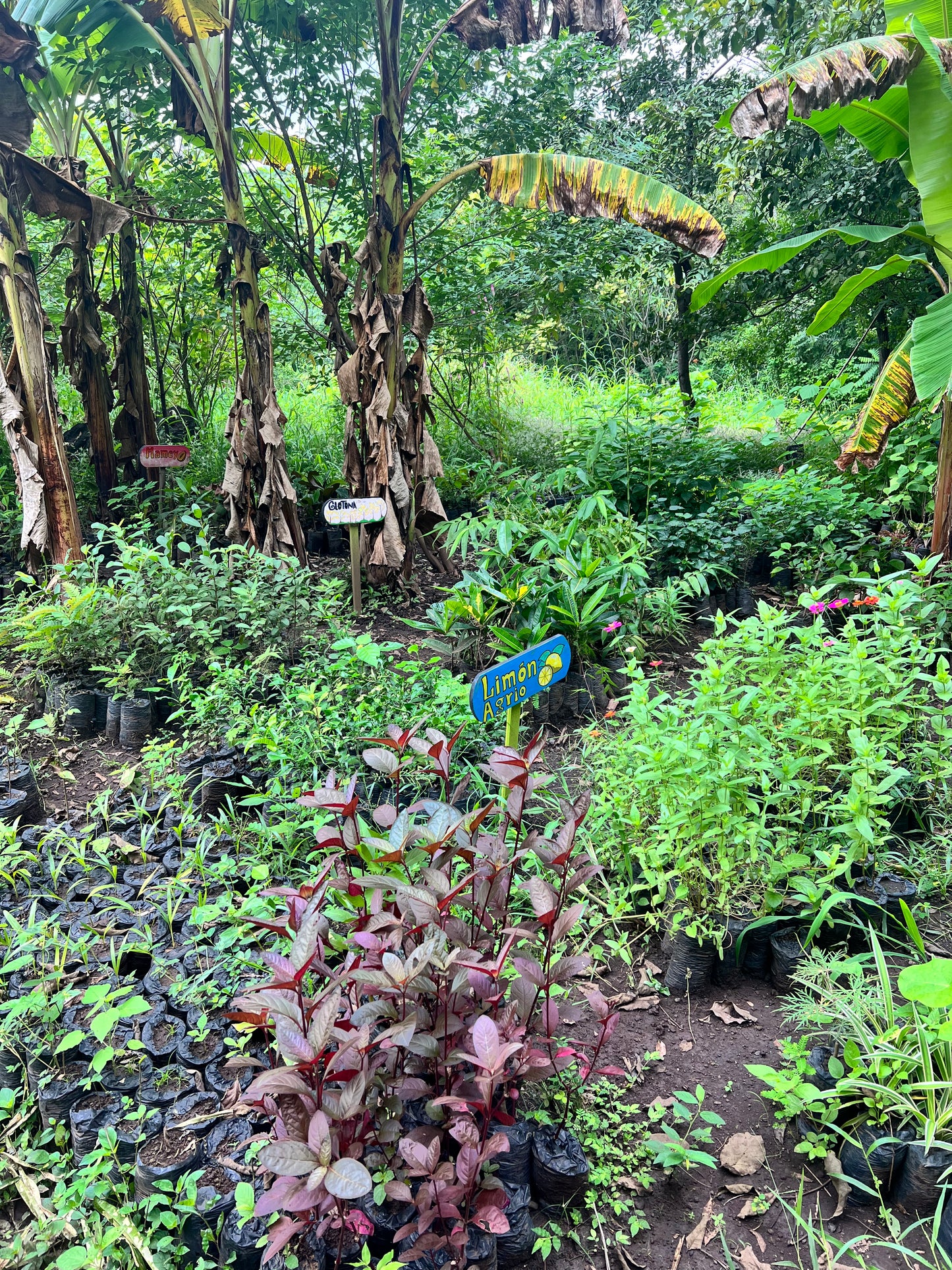 A selection from 52 different species of native trees.