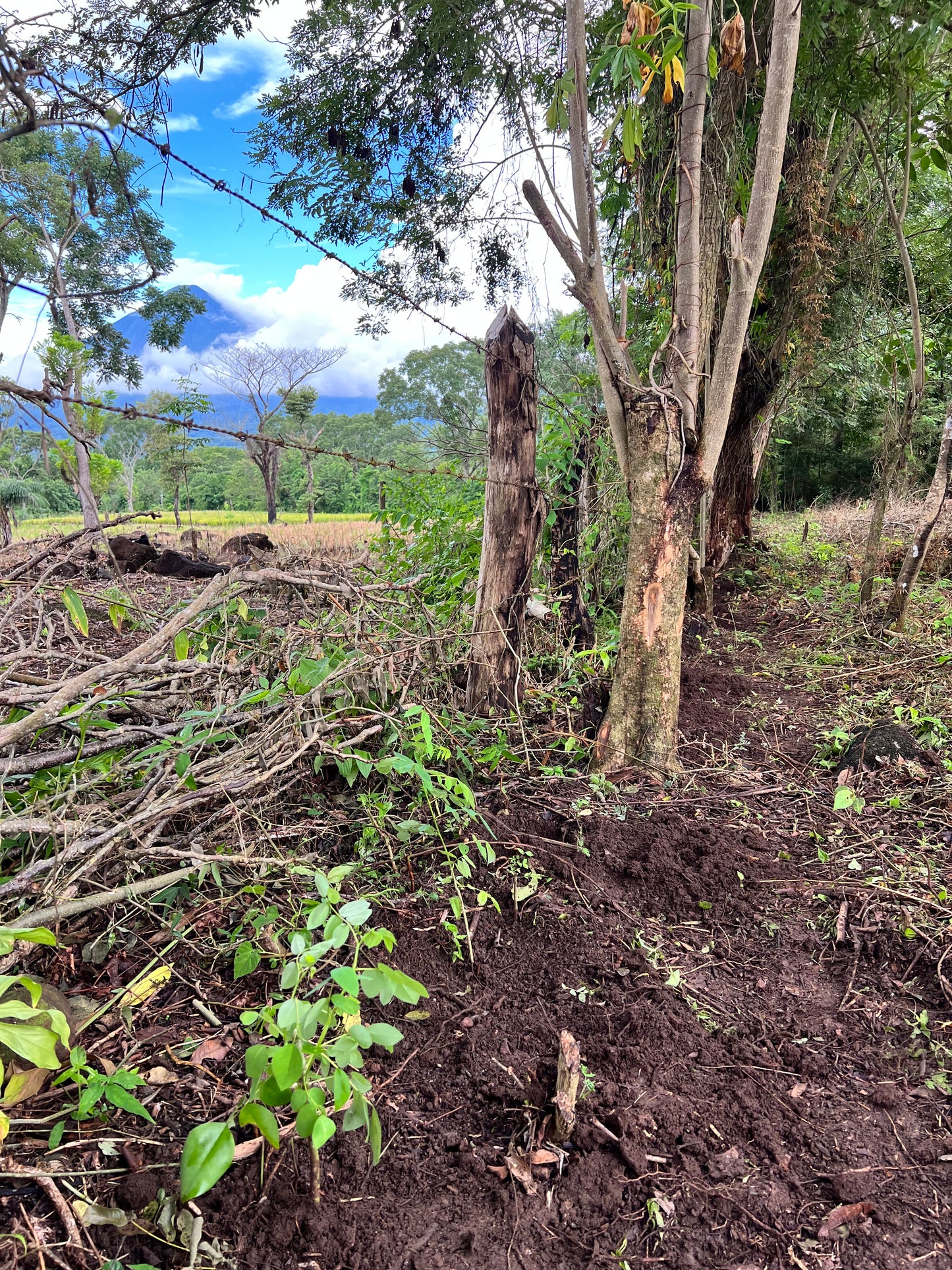 A selection from 52 different species of native trees.