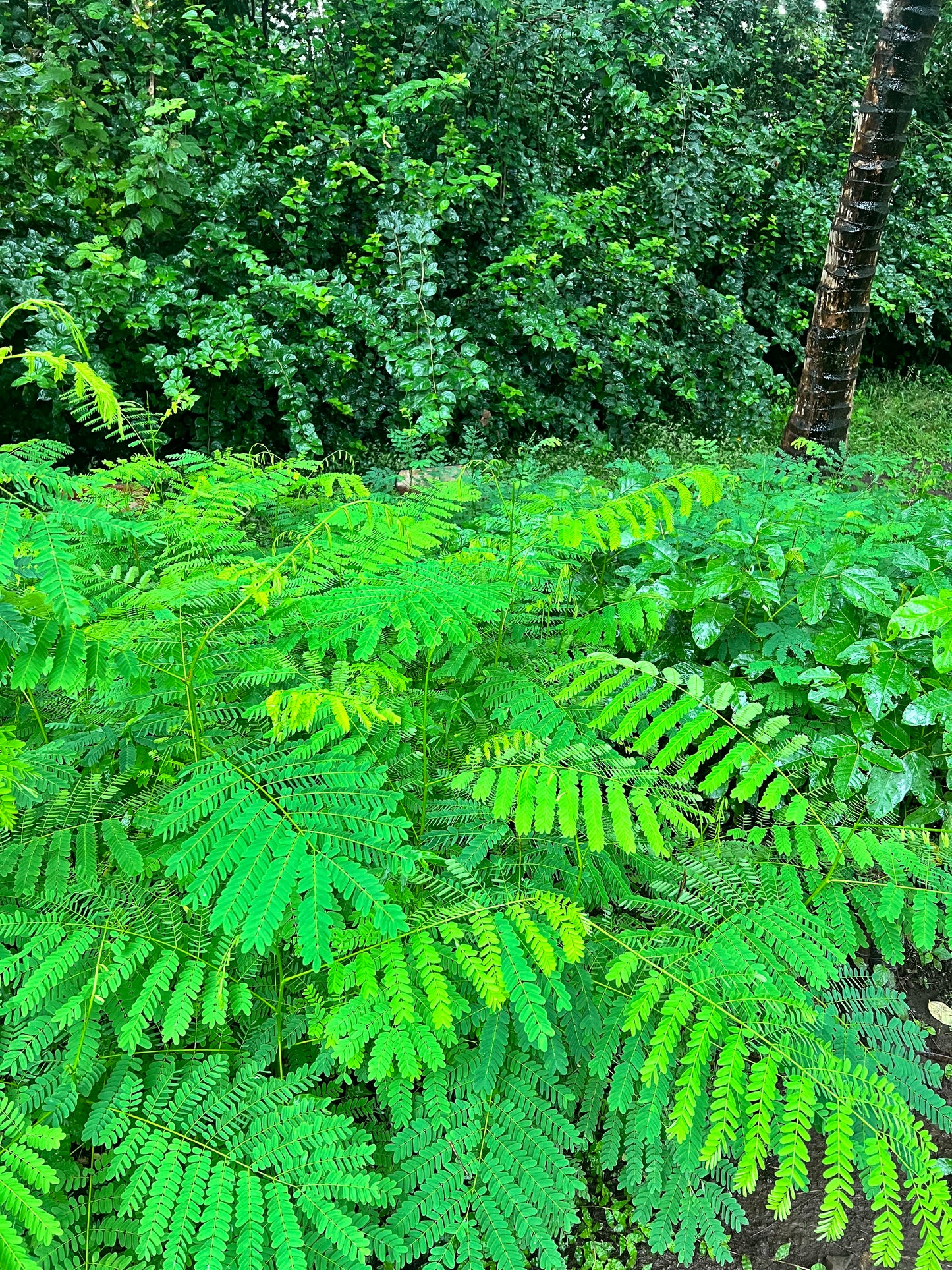 A selection from 52 different species of native trees.