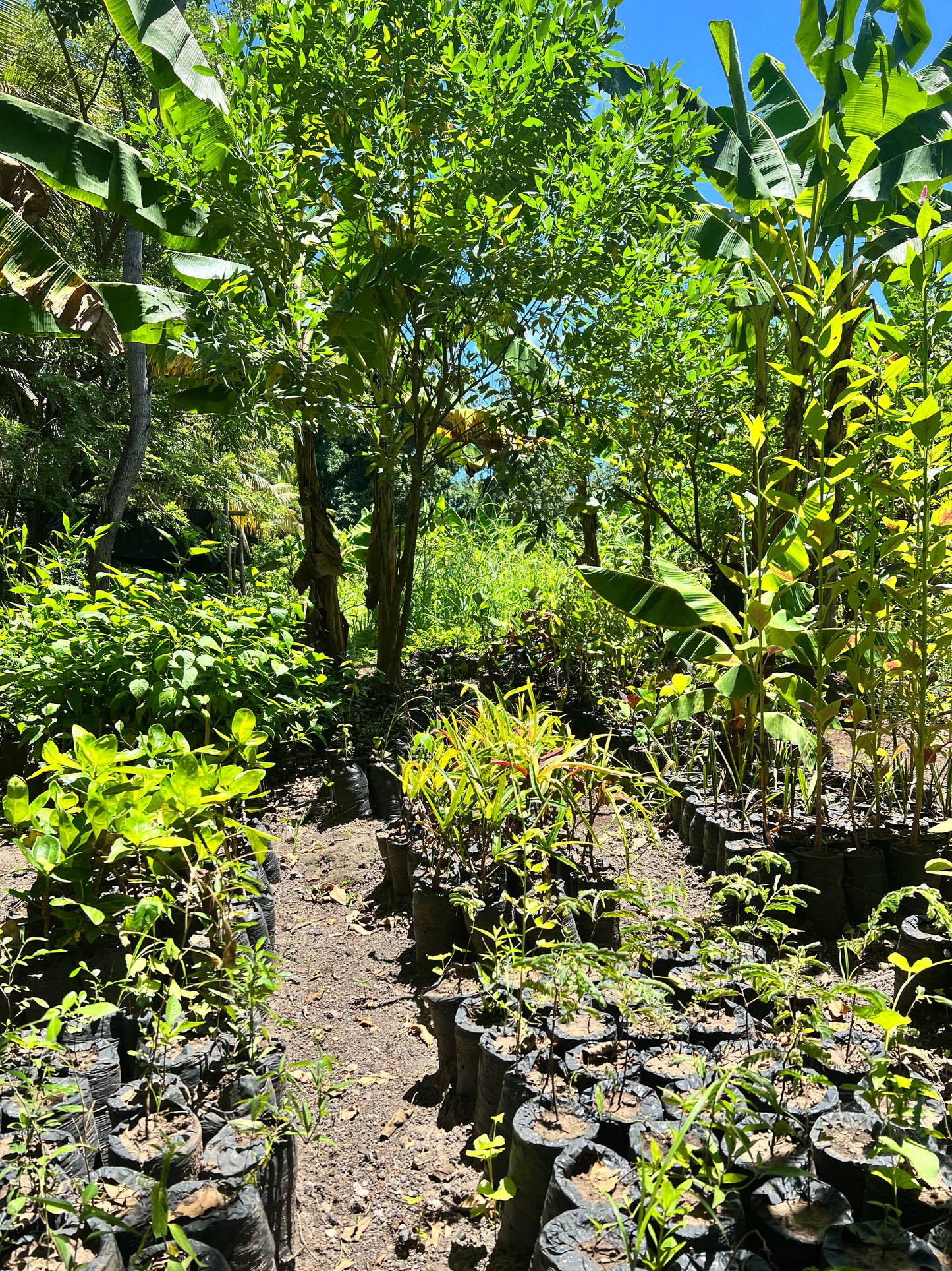 A selection from 52 different species of native trees.
