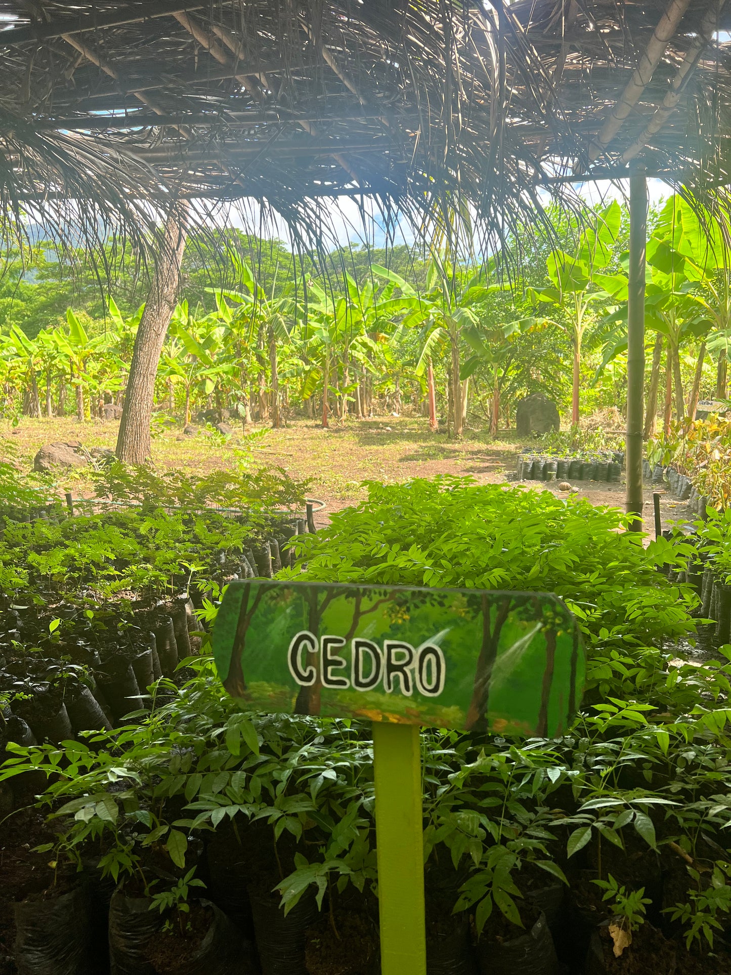 A selection from 52 different species of native trees.