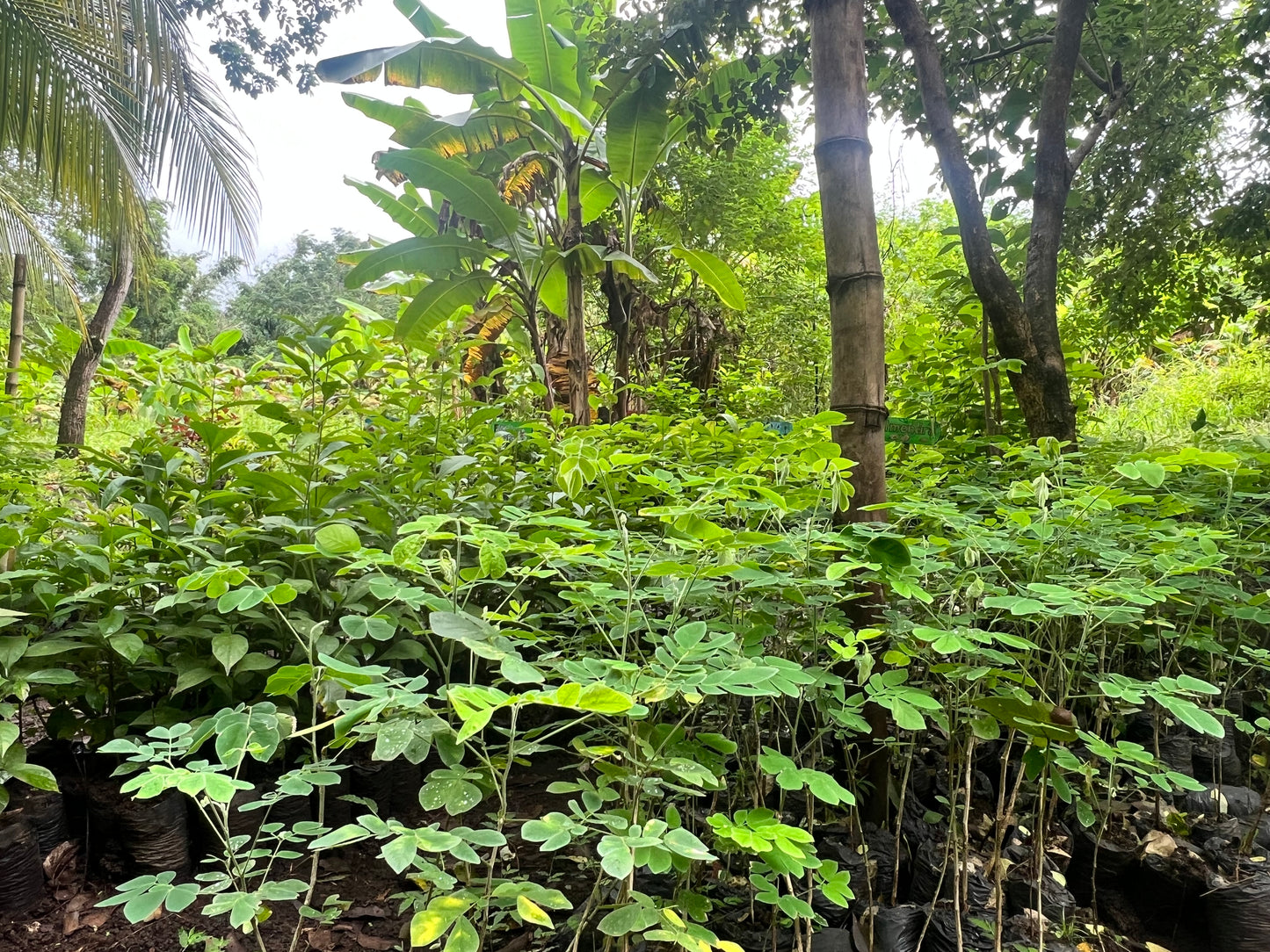 A selection from 52 different species of native trees.