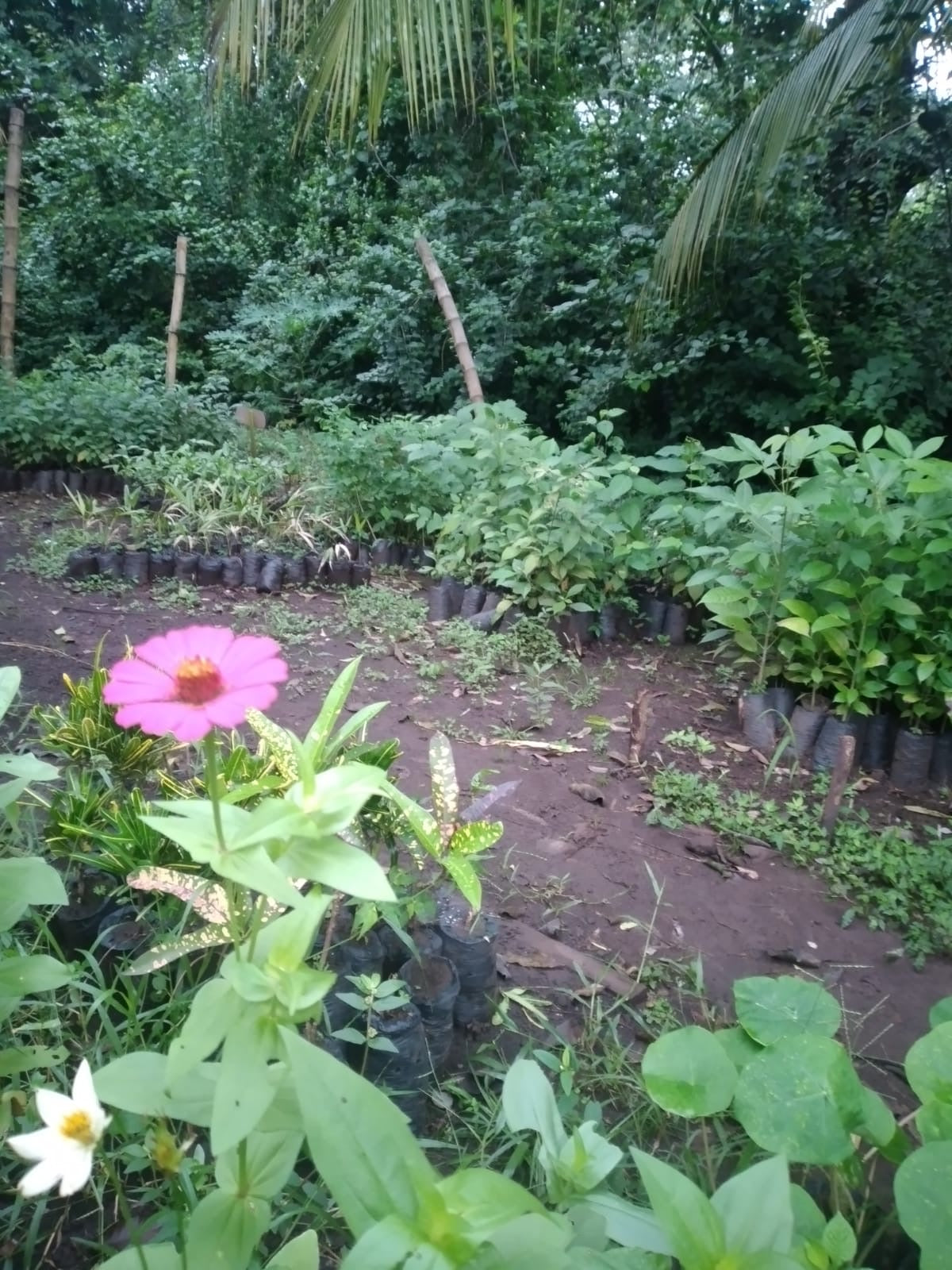 A selection from 52 different species of native trees.