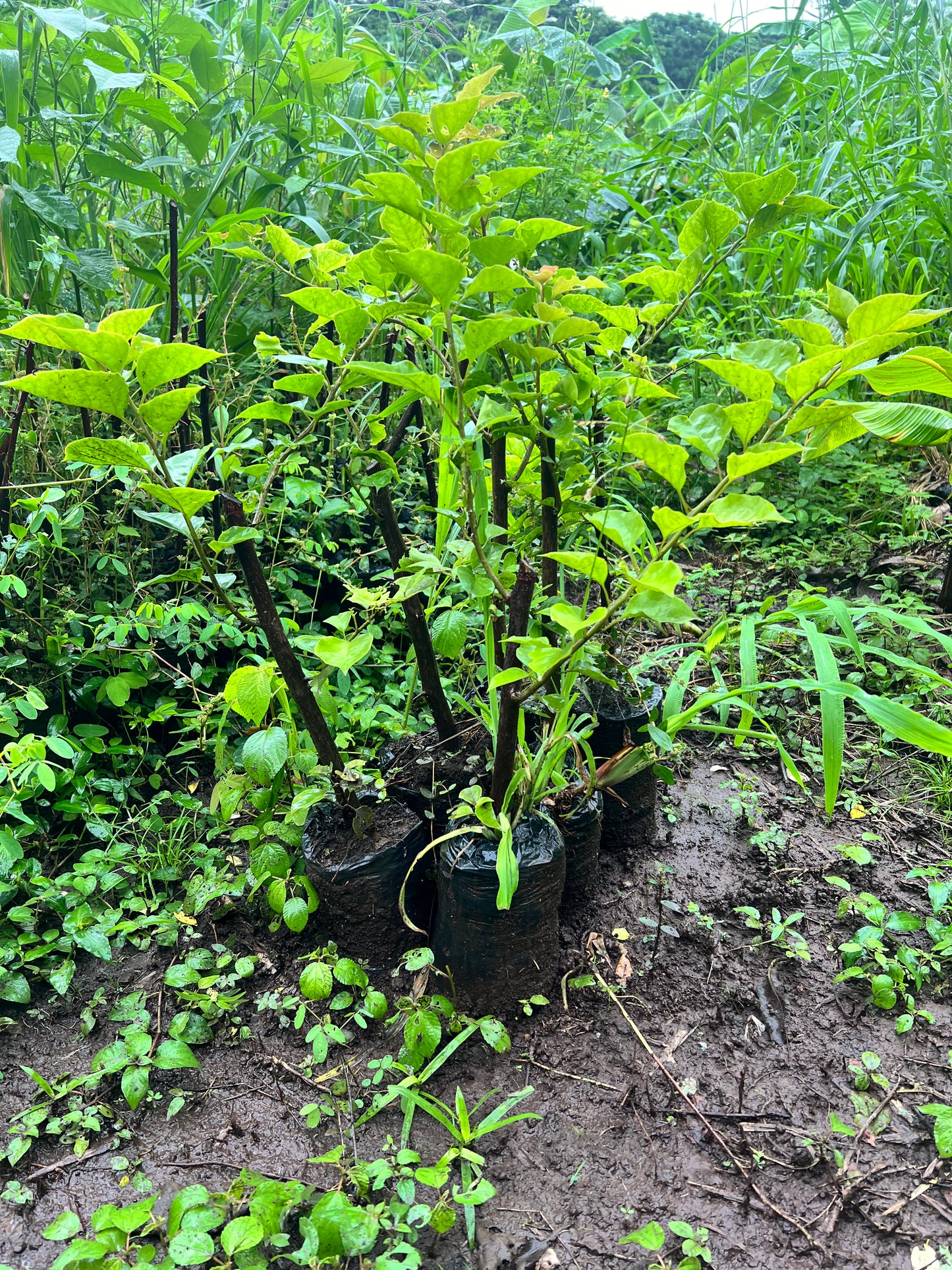 A selection from 52 different species of native trees.