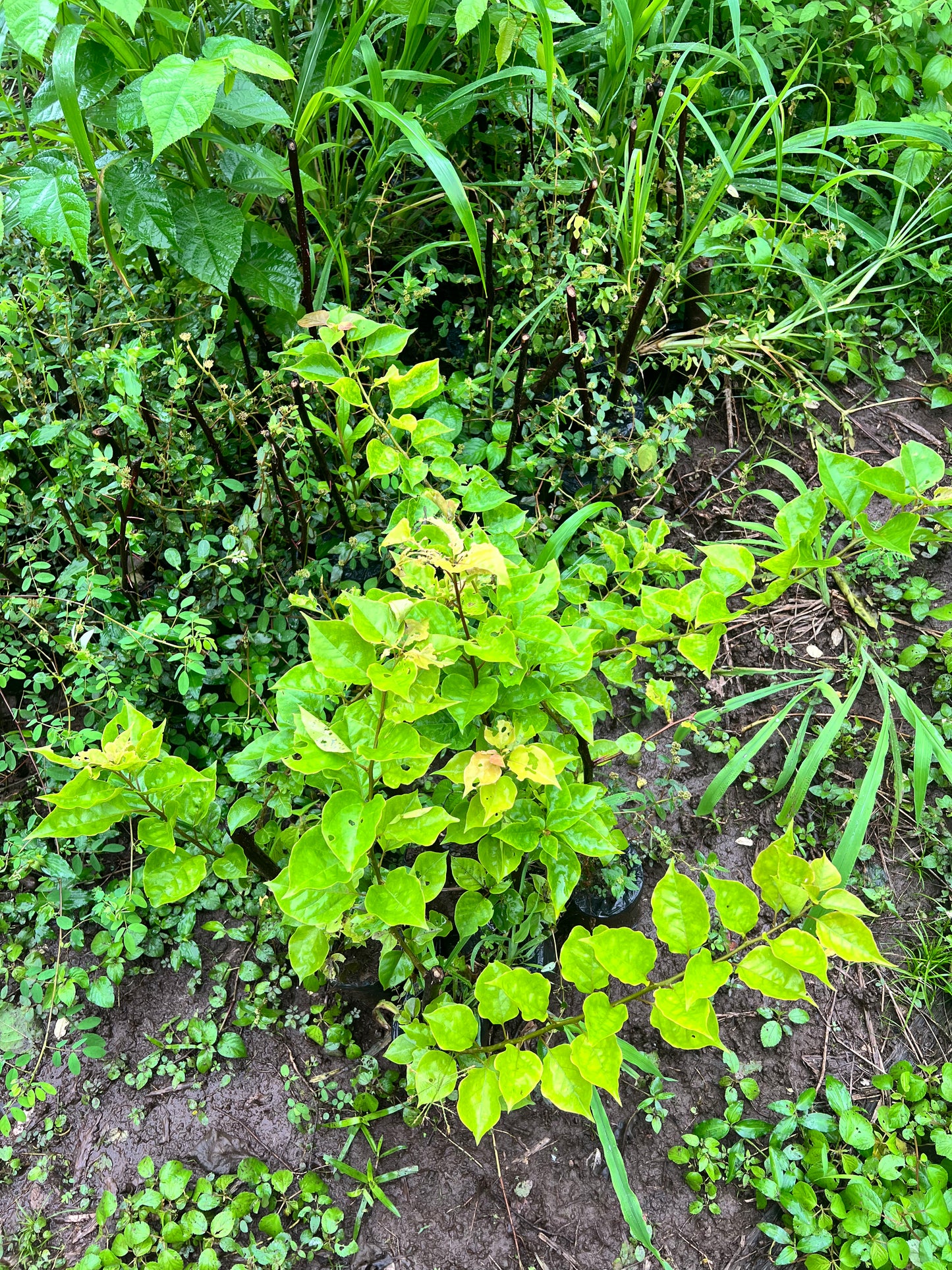 A selection from 52 different species of native trees.