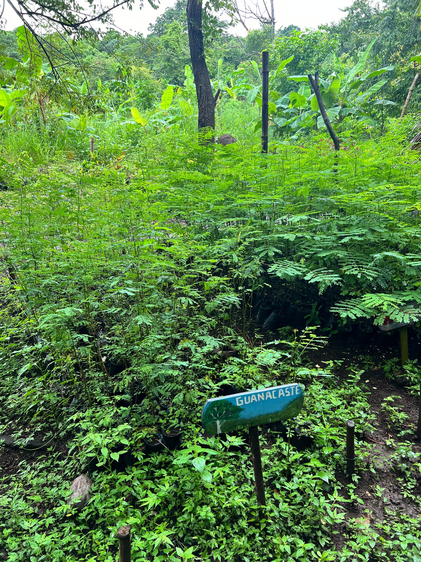A selection from 52 different species of native trees.